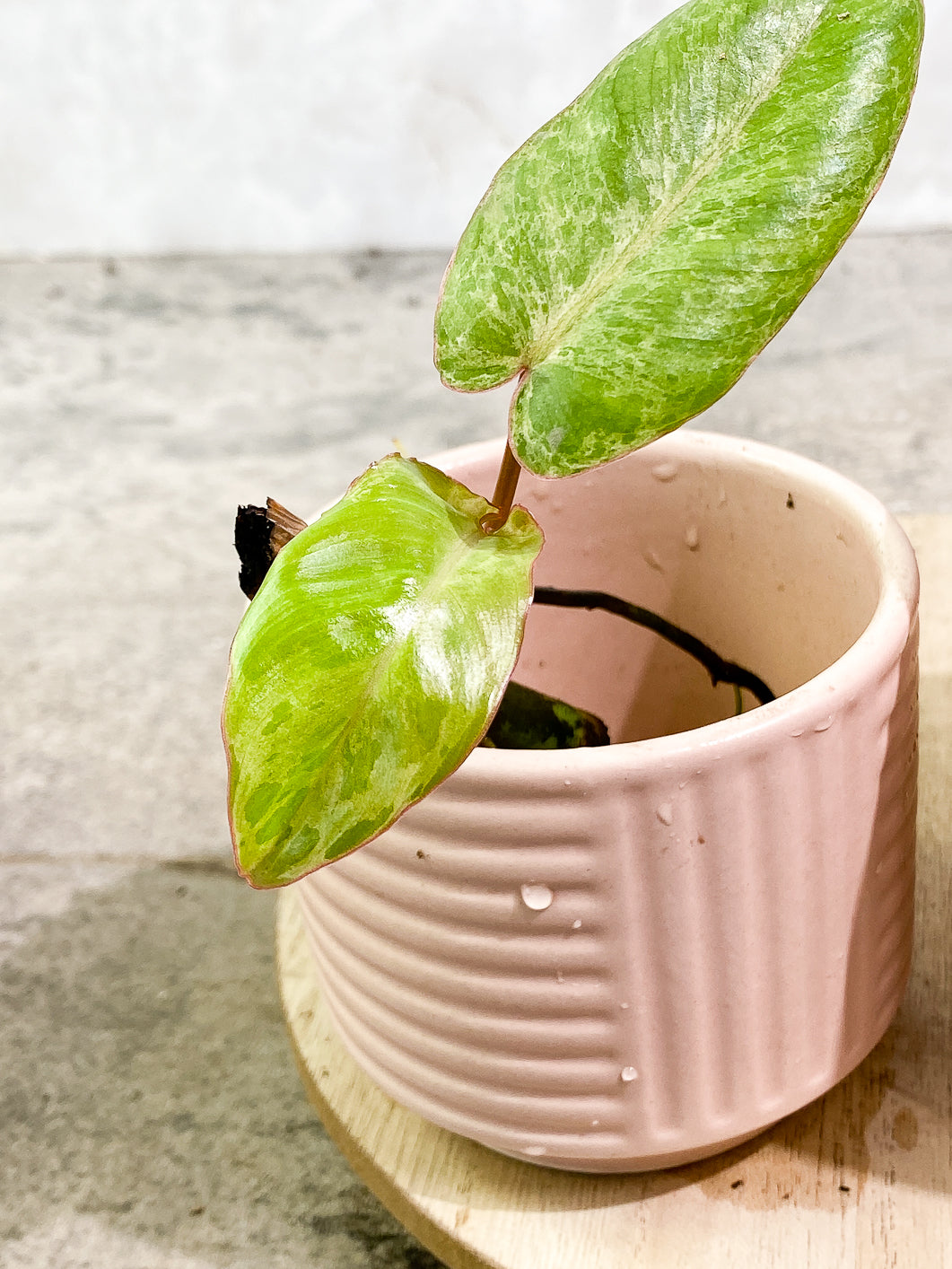 $10 add-on: Philodendron paraiso verde – Leafy Soulmates