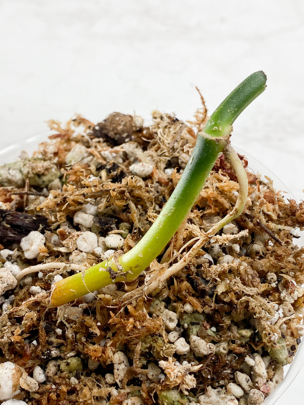 Epipremnum amplissimum variegated triple nodes Rooted