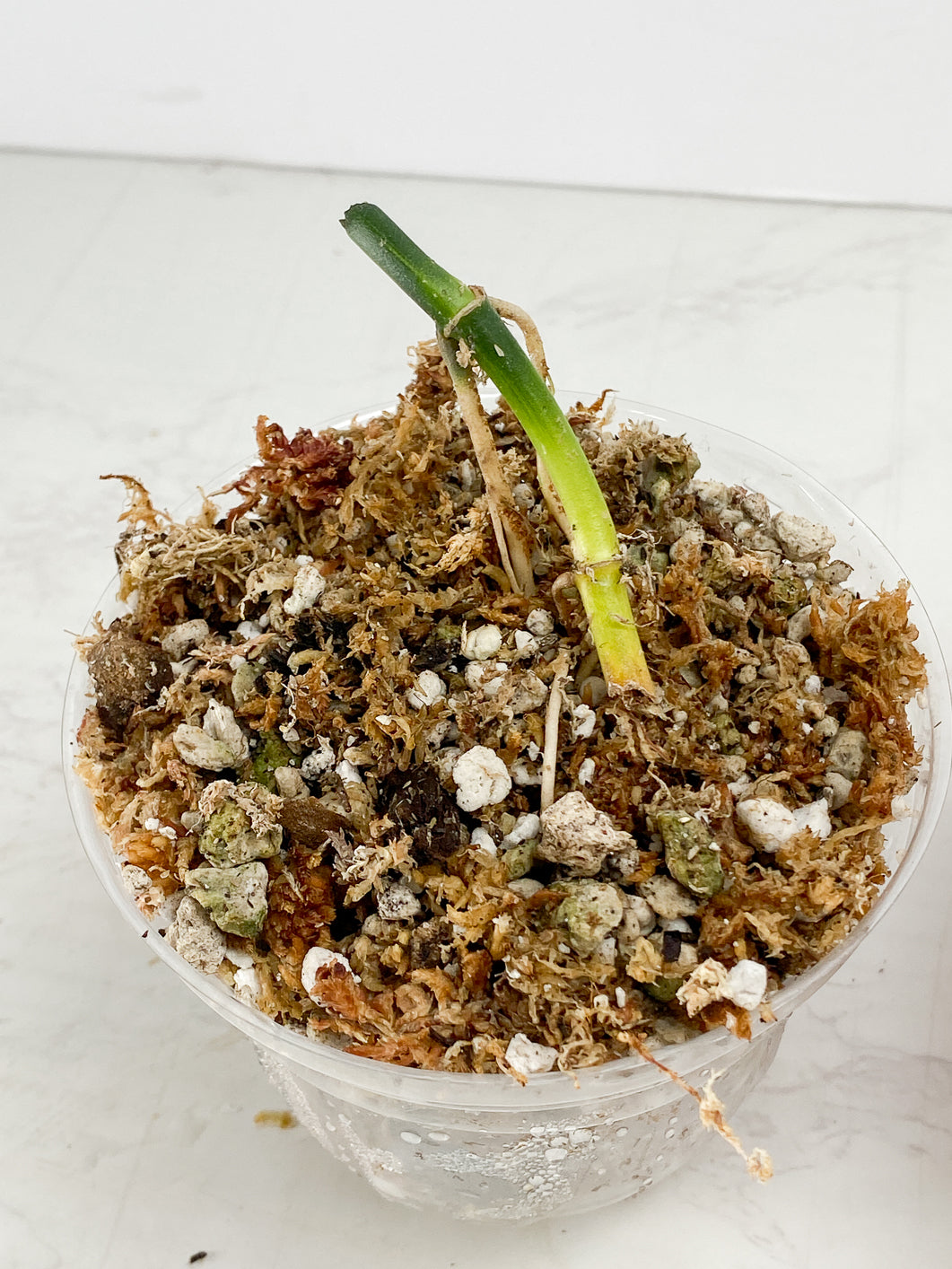 Epipremnum amplissimum variegated triple nodes Rooted