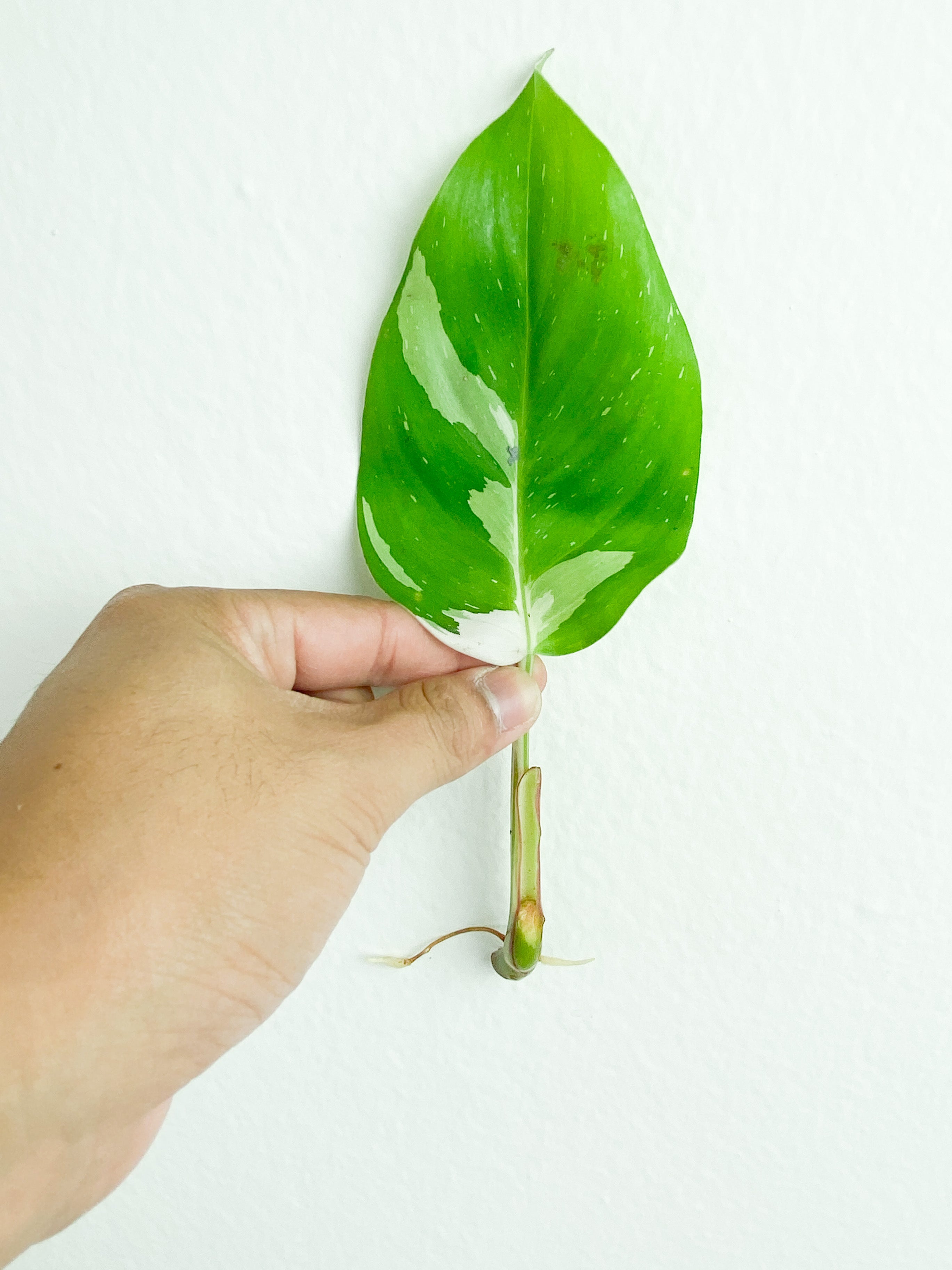 Philodendron White Princess rooting Cutting (Currently in sphagnum moss)