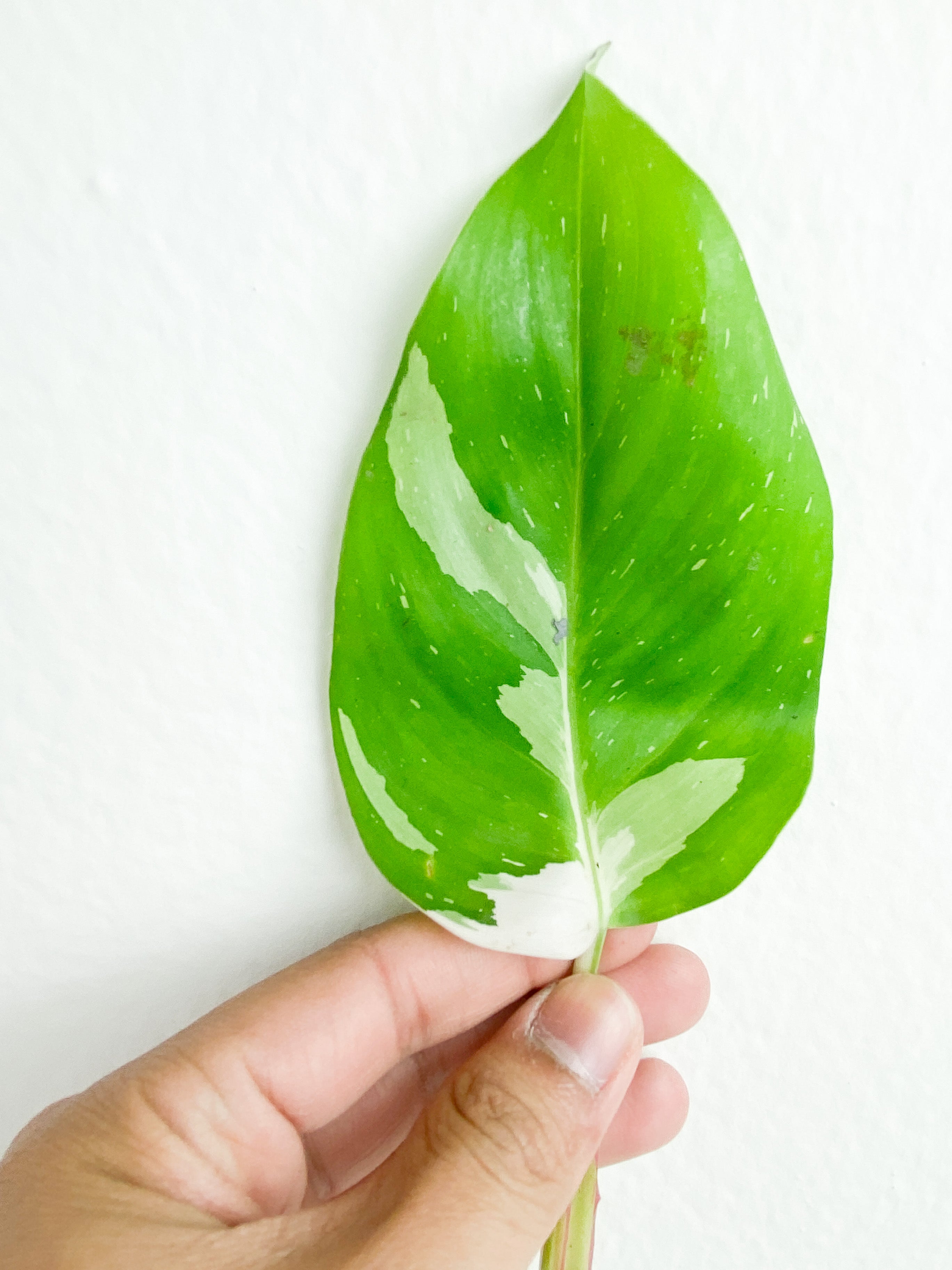 Philodendron White Princess rooting Cutting (Currently in sphagnum moss)