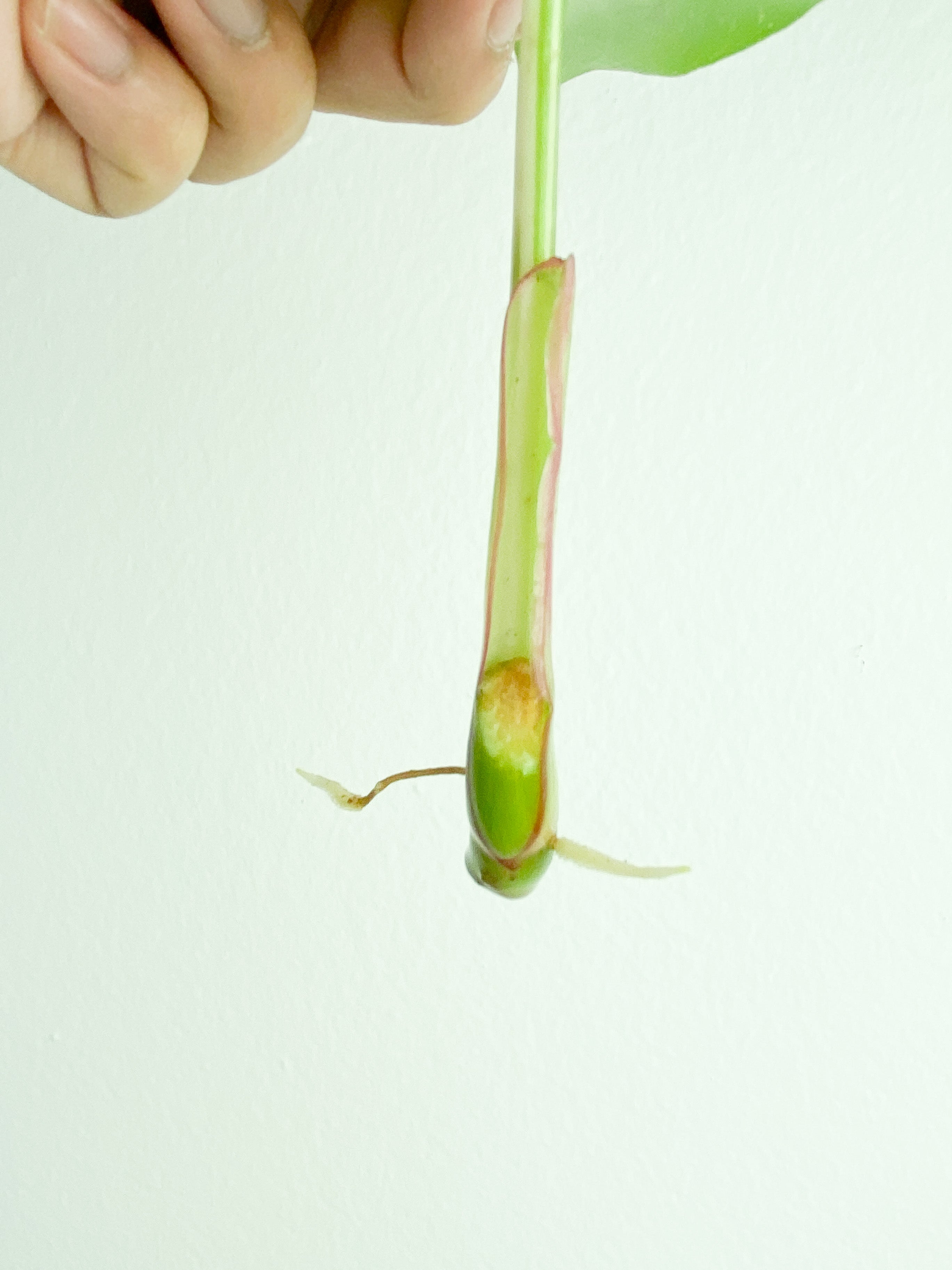 Philodendron White Princess rooting Cutting (Currently in sphagnum moss)