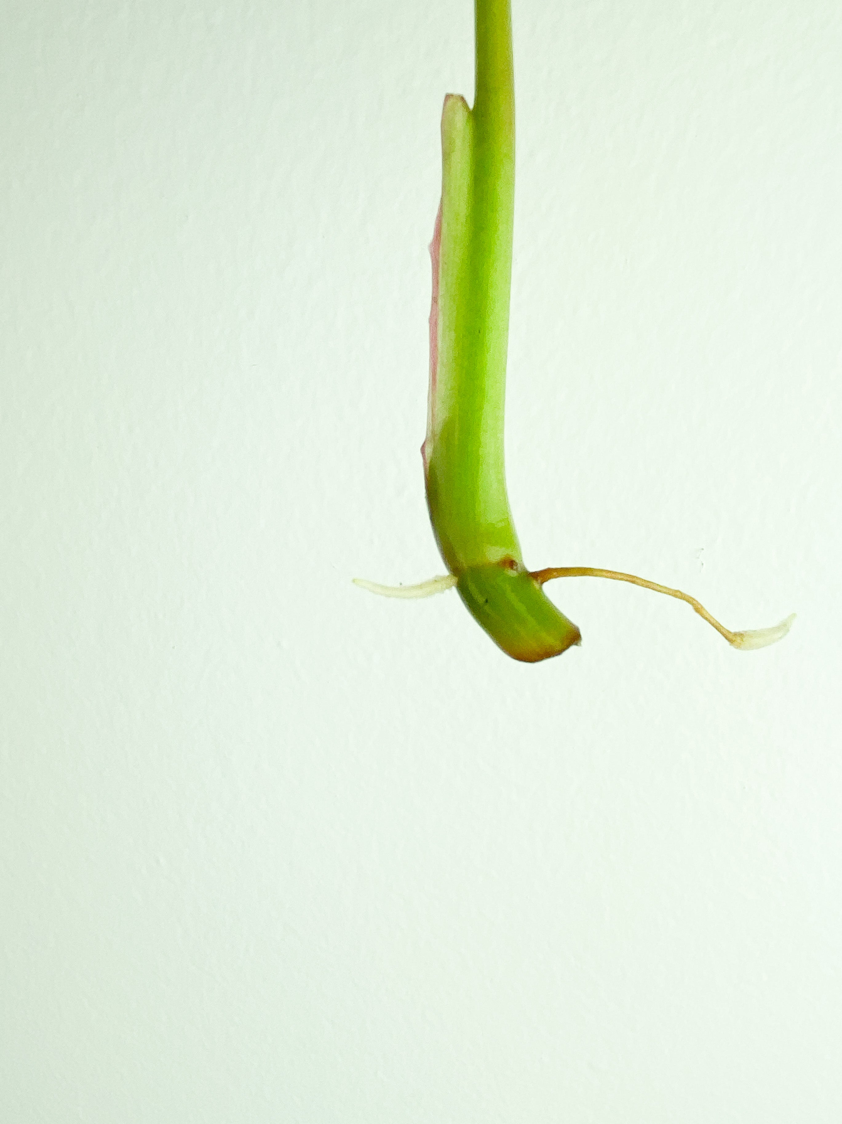 Philodendron White Princess rooting Cutting (Currently in sphagnum moss)