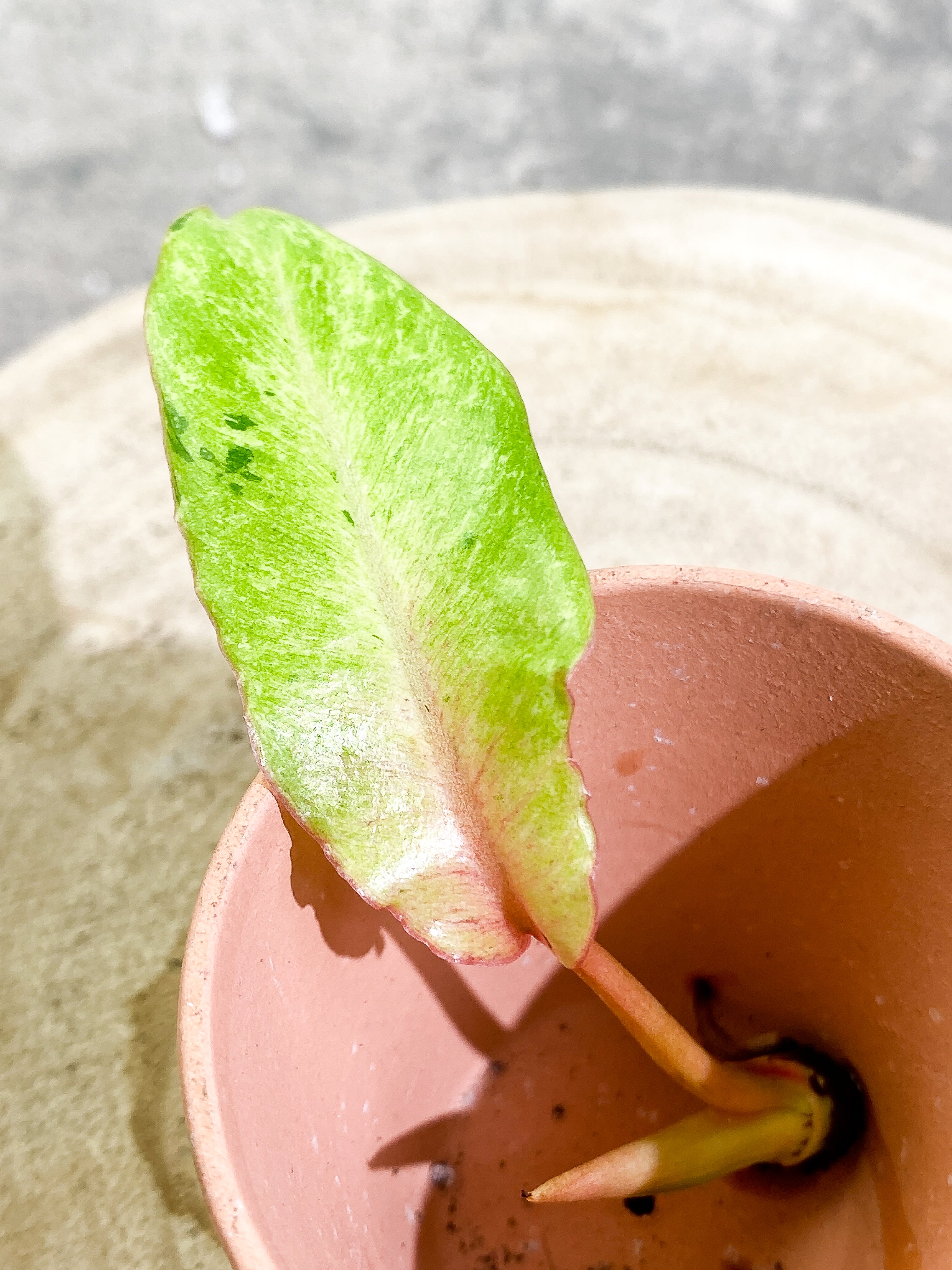 Philodendron Snowdrifts 1 leaf 1 sprout Rooting Top Cutting
