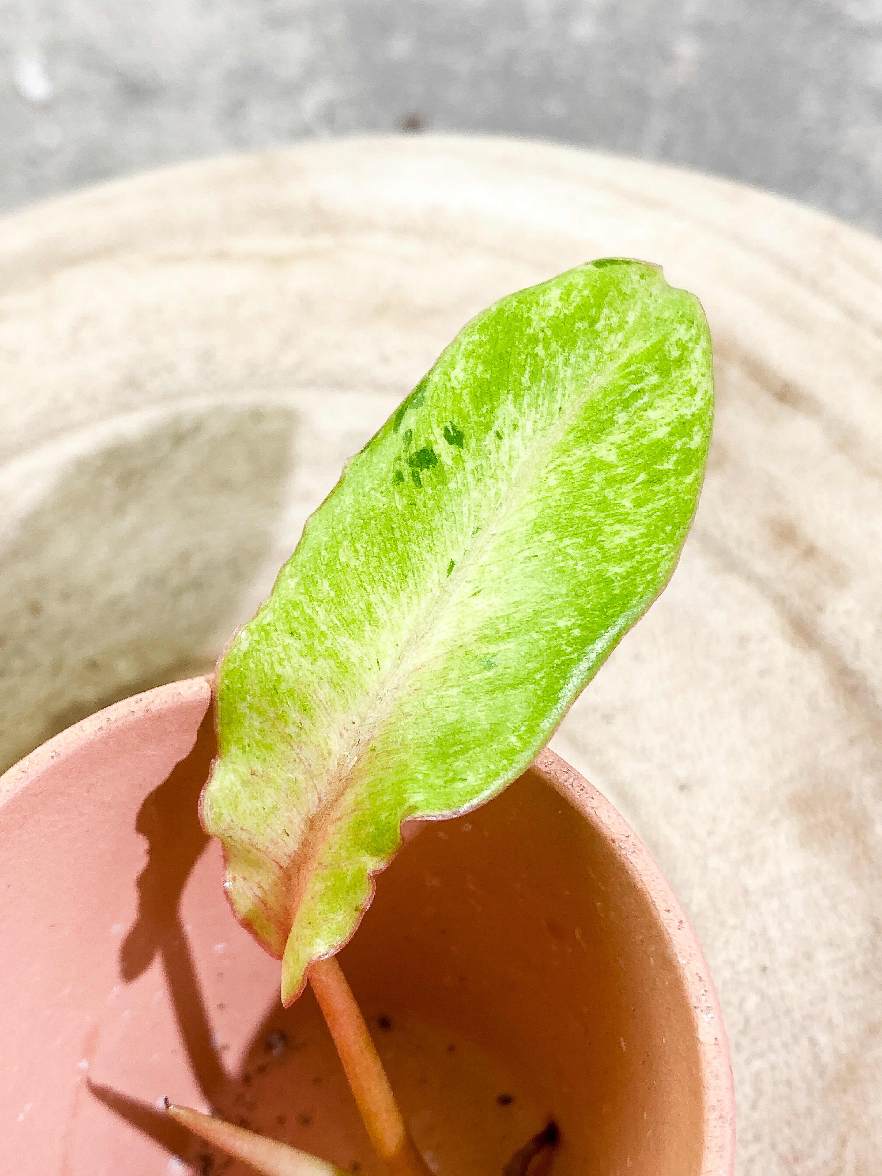 Philodendron Snowdrifts 1 leaf 1 sprout Rooting Top Cutting