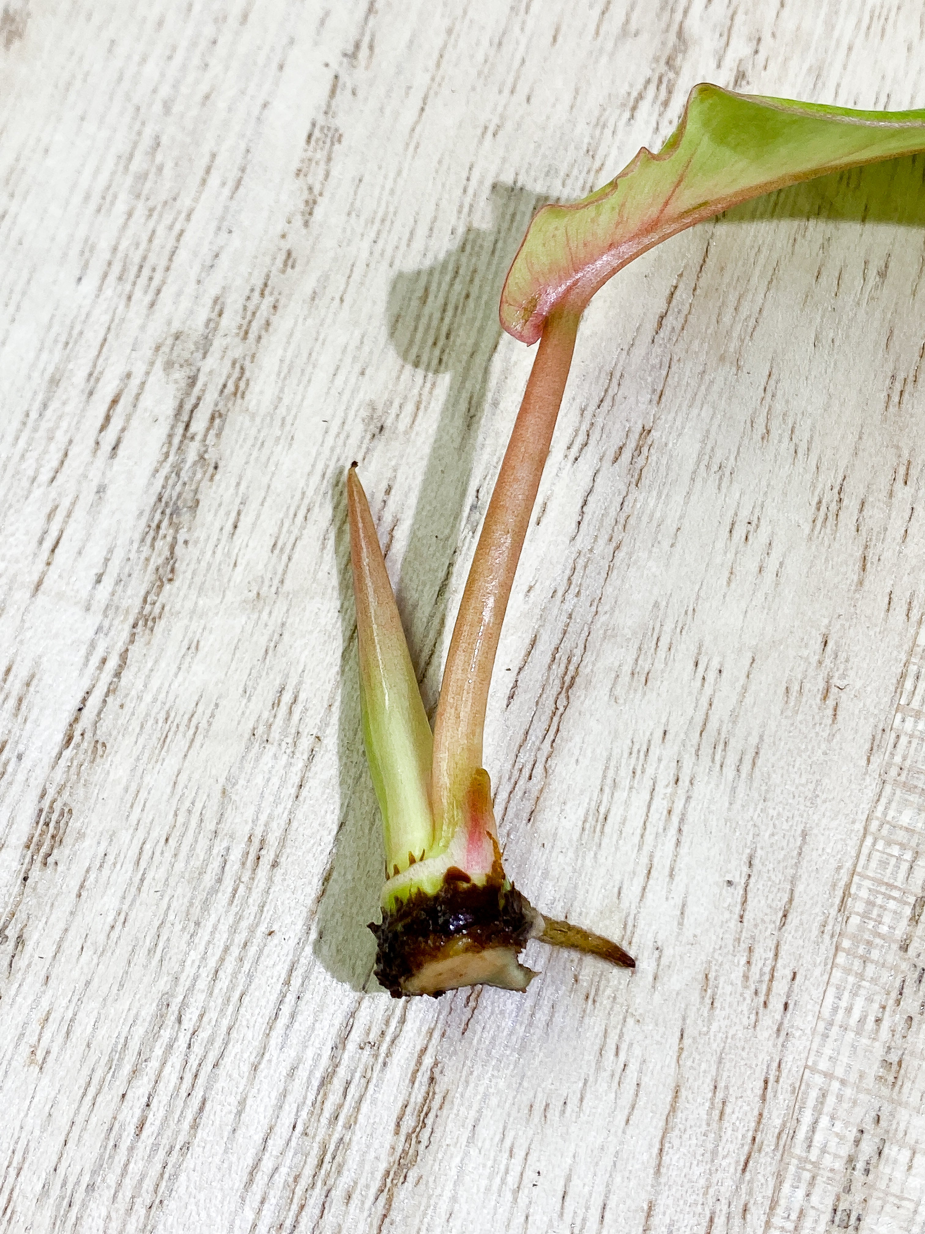 Philodendron Snowdrifts 1 leaf 1 sprout Rooting Top Cutting