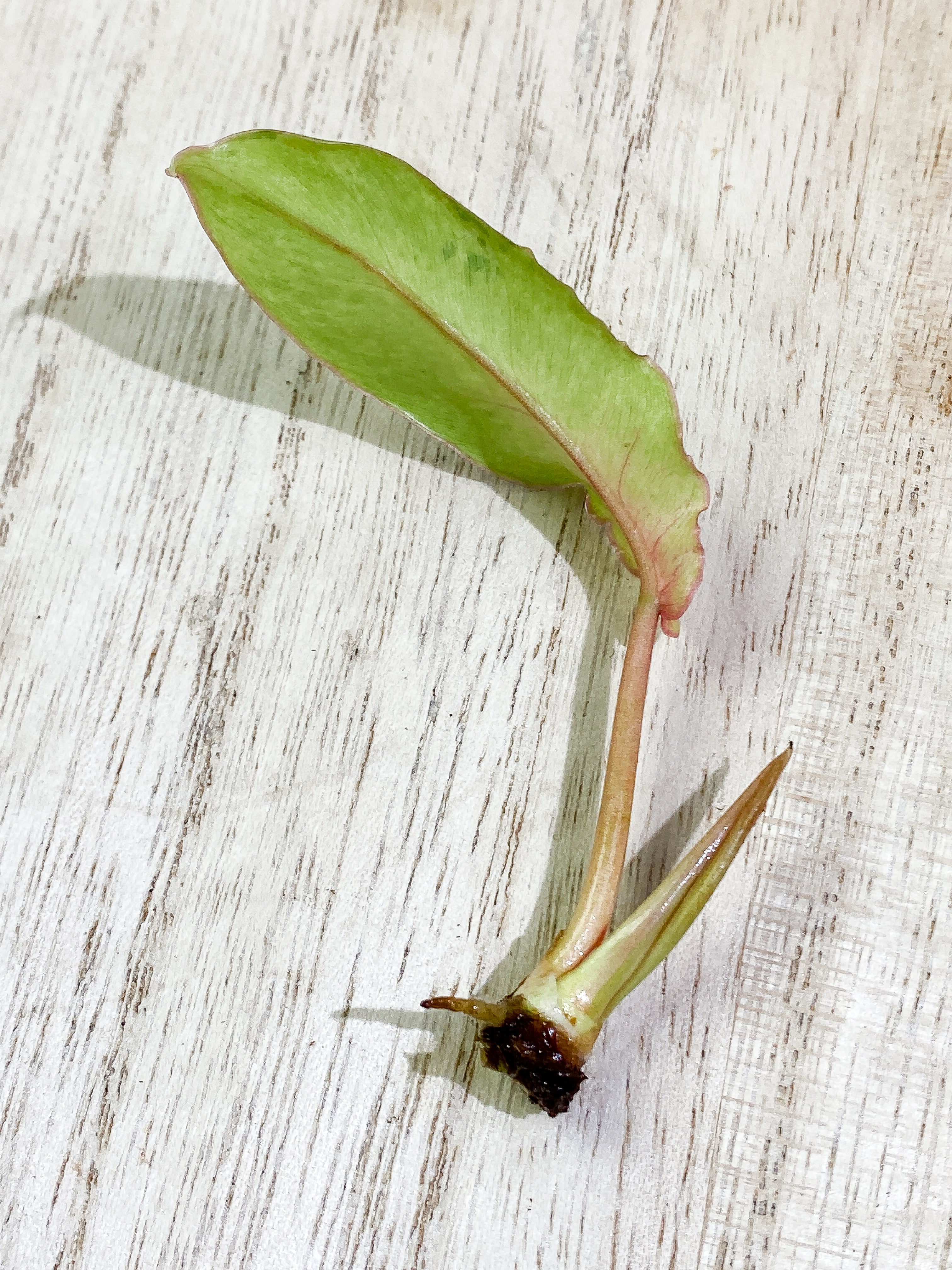 Philodendron Snowdrifts 1 leaf 1 sprout Rooting Top Cutting