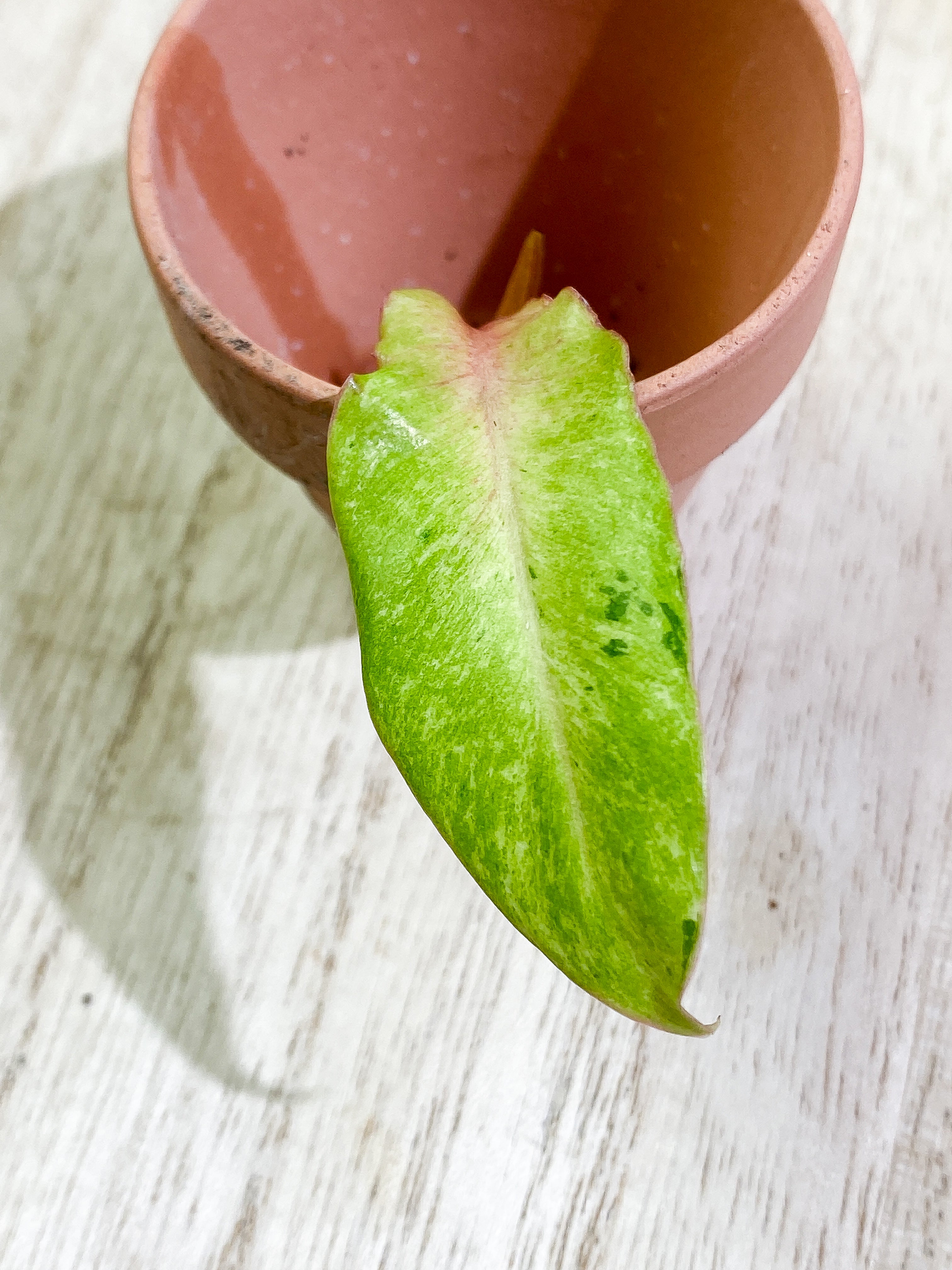 Philodendron Snowdrifts 1 leaf 1 sprout Rooting Top Cutting
