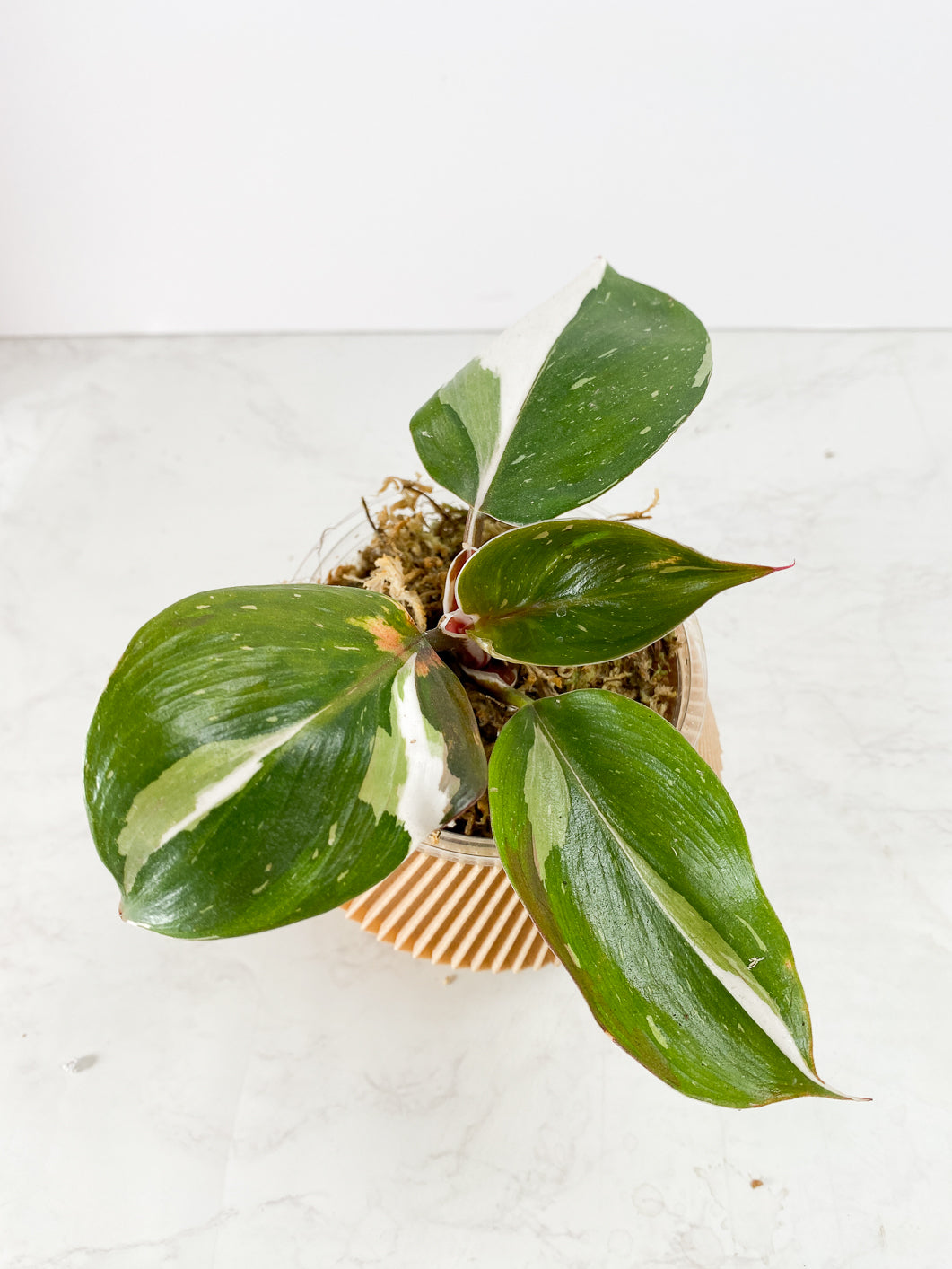 Philodendron White Knight Tricolor Rooted