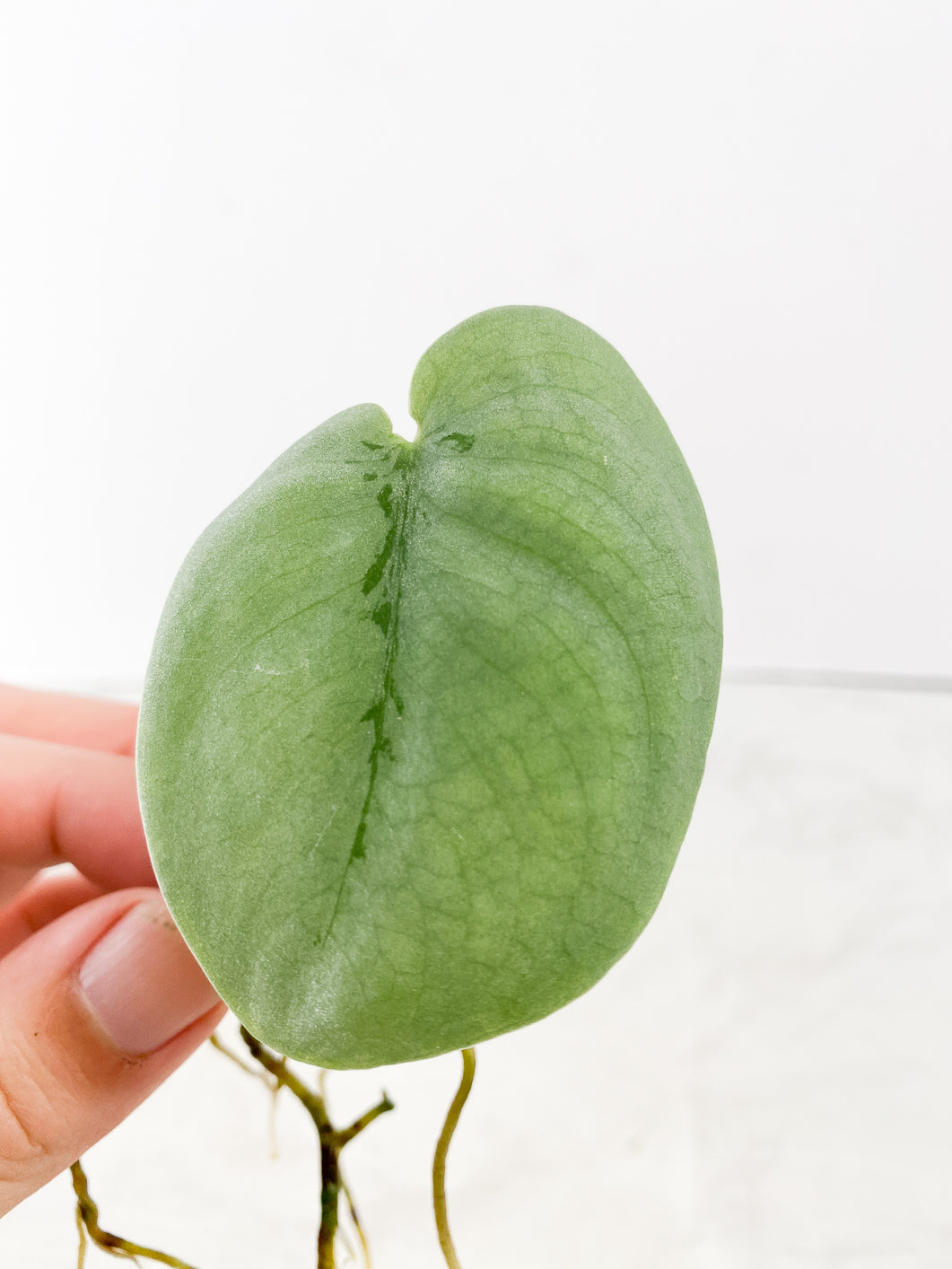 FOR SUSAN: Scindapsus Platinum 1 leaf multiple nodes