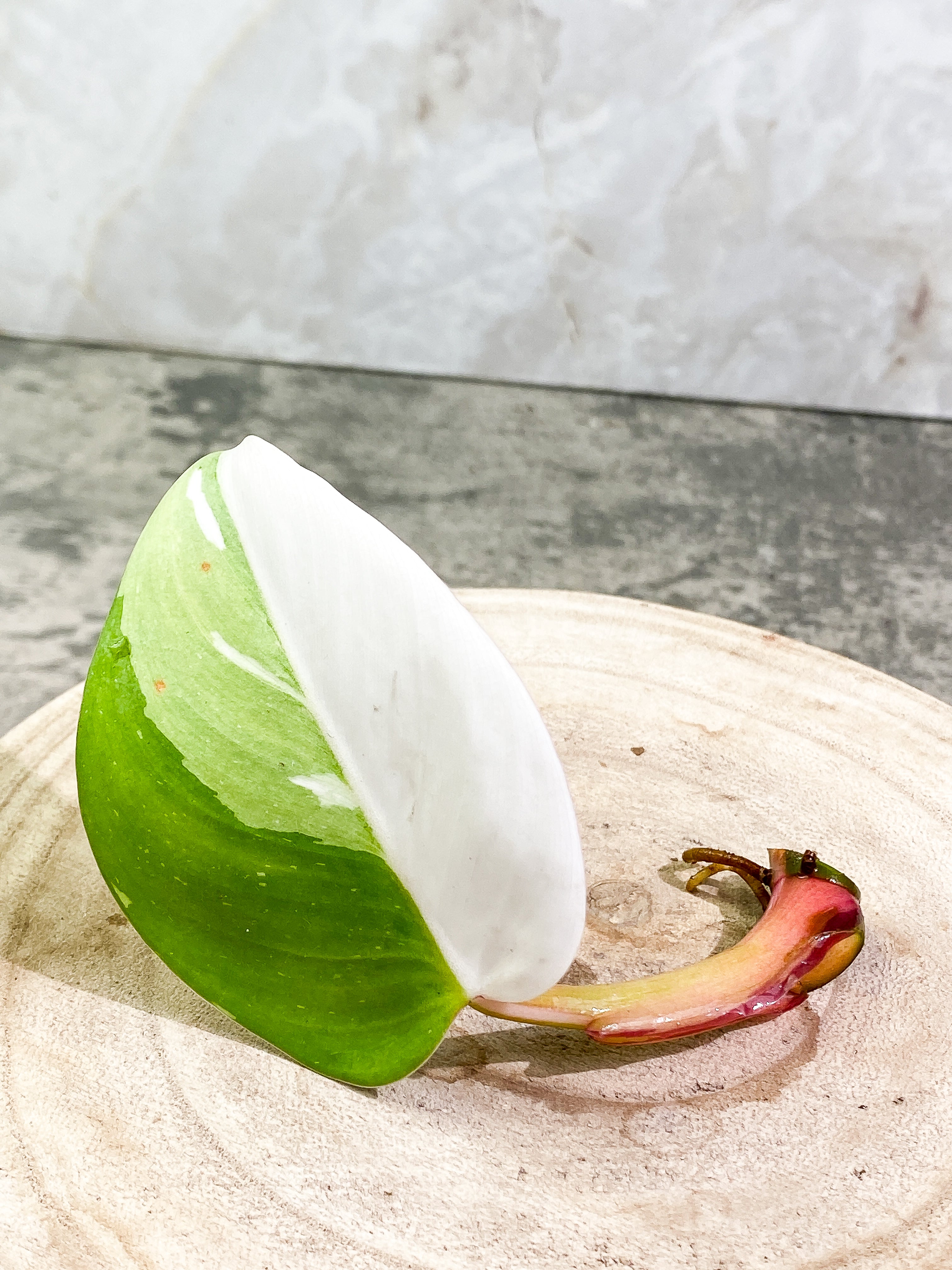 Philodendron White Princess 1 leaf Half Moon Rooting