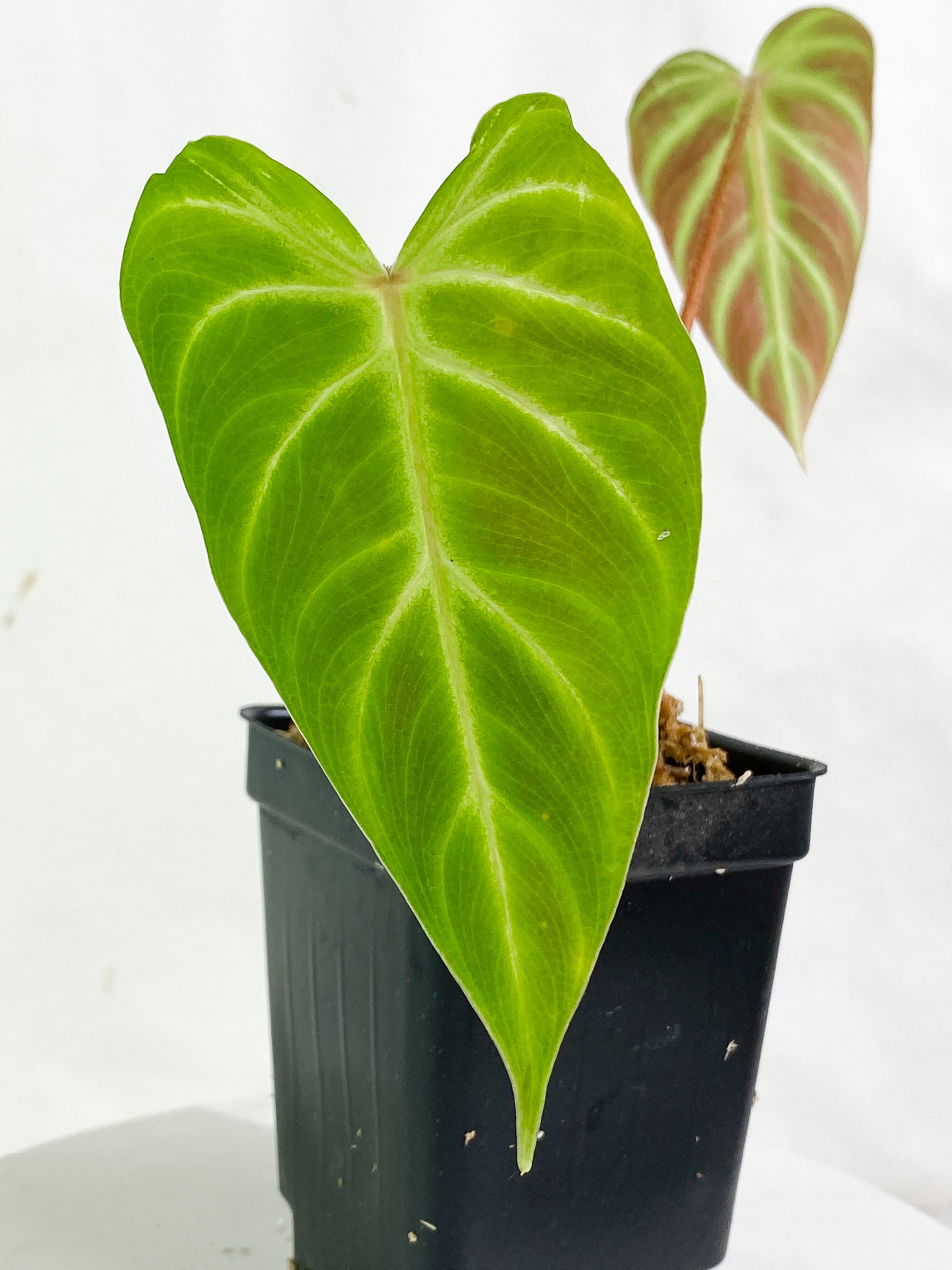 Philodendron verrucosum cobra 2 leaves & 1 sprout Slightly Rooted