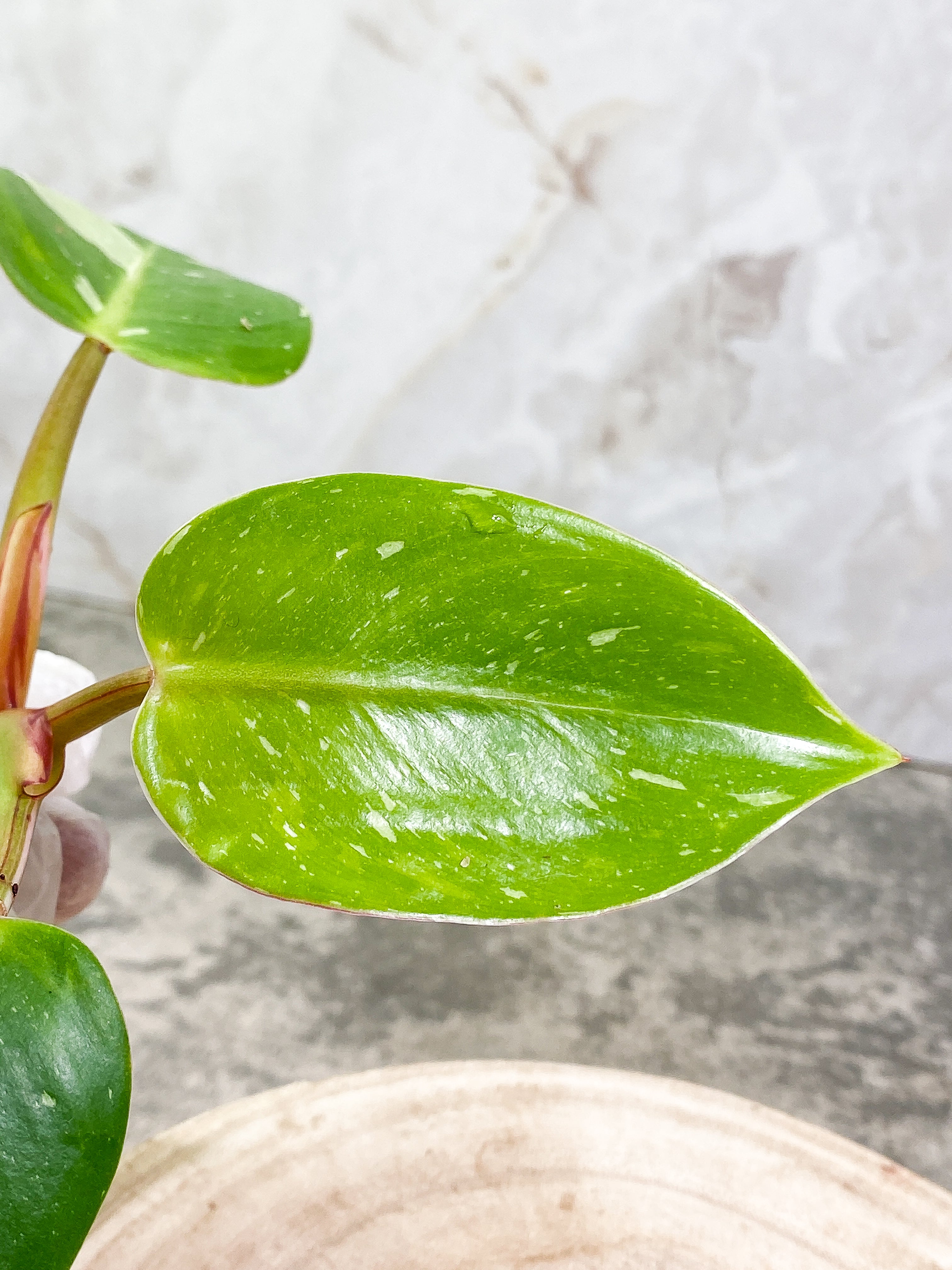 Philodendron White Princess 3 leaves Top Cutting Rooting