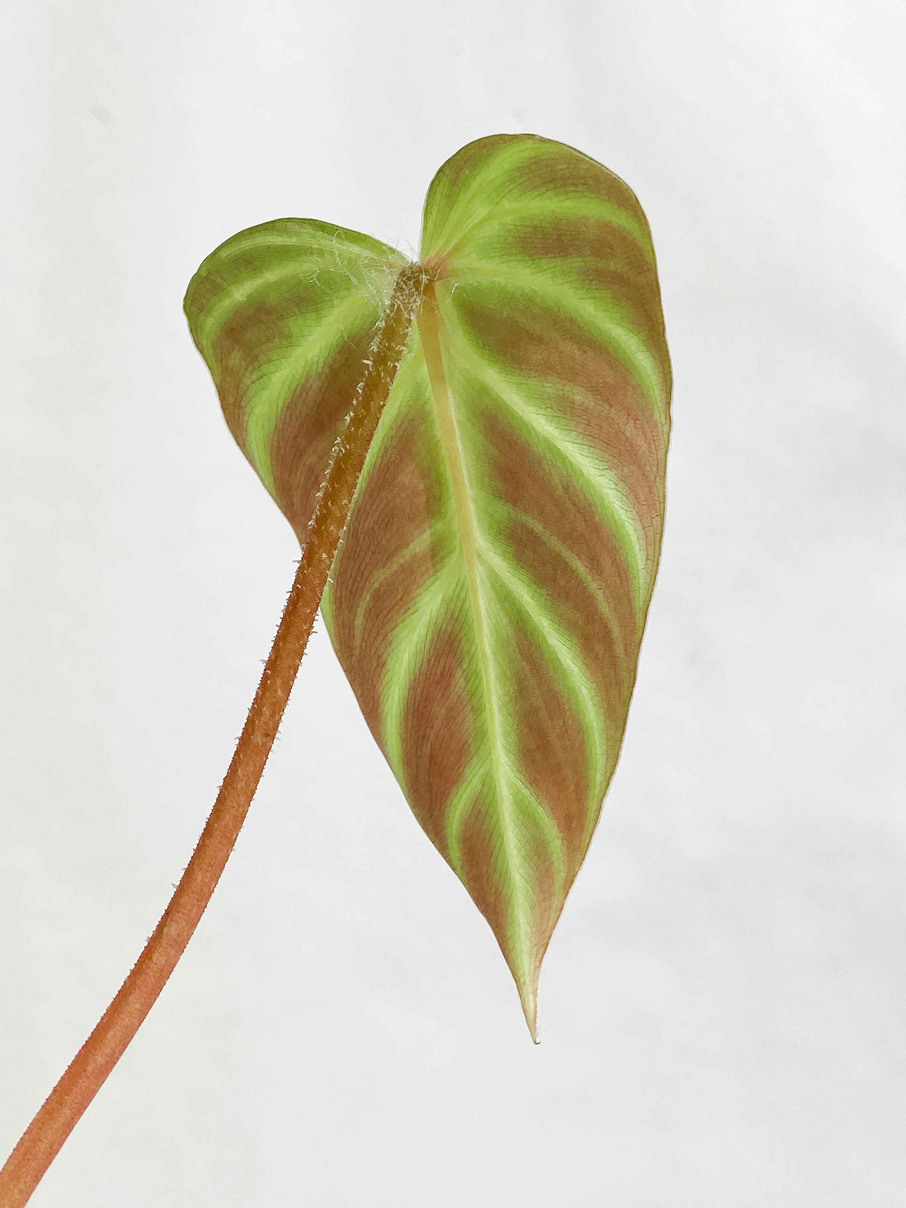 Philodendron verrucosum cobra 2 leaves & 1 sprout Slightly Rooted