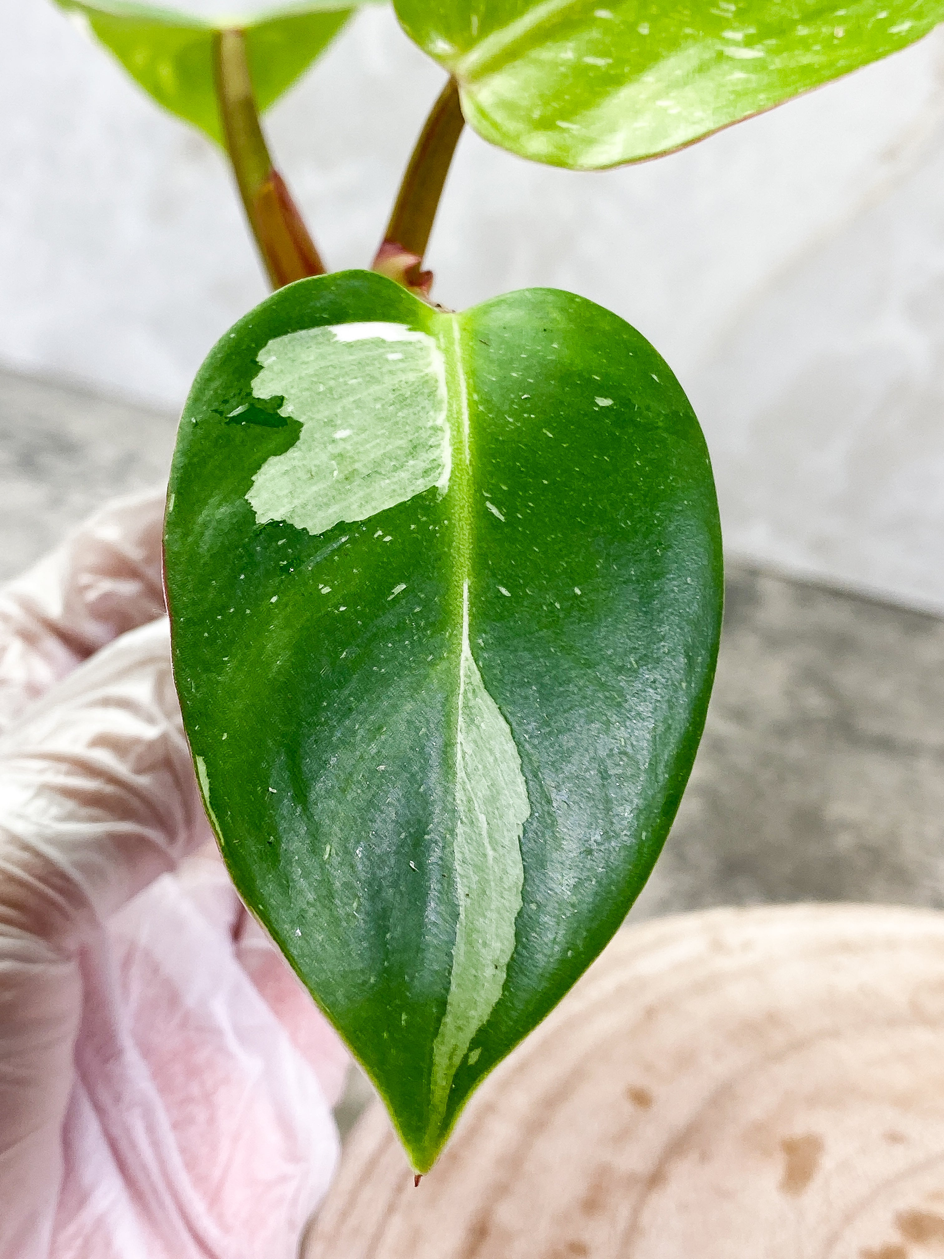 Philodendron White Princess 3 leaves Top Cutting Rooting