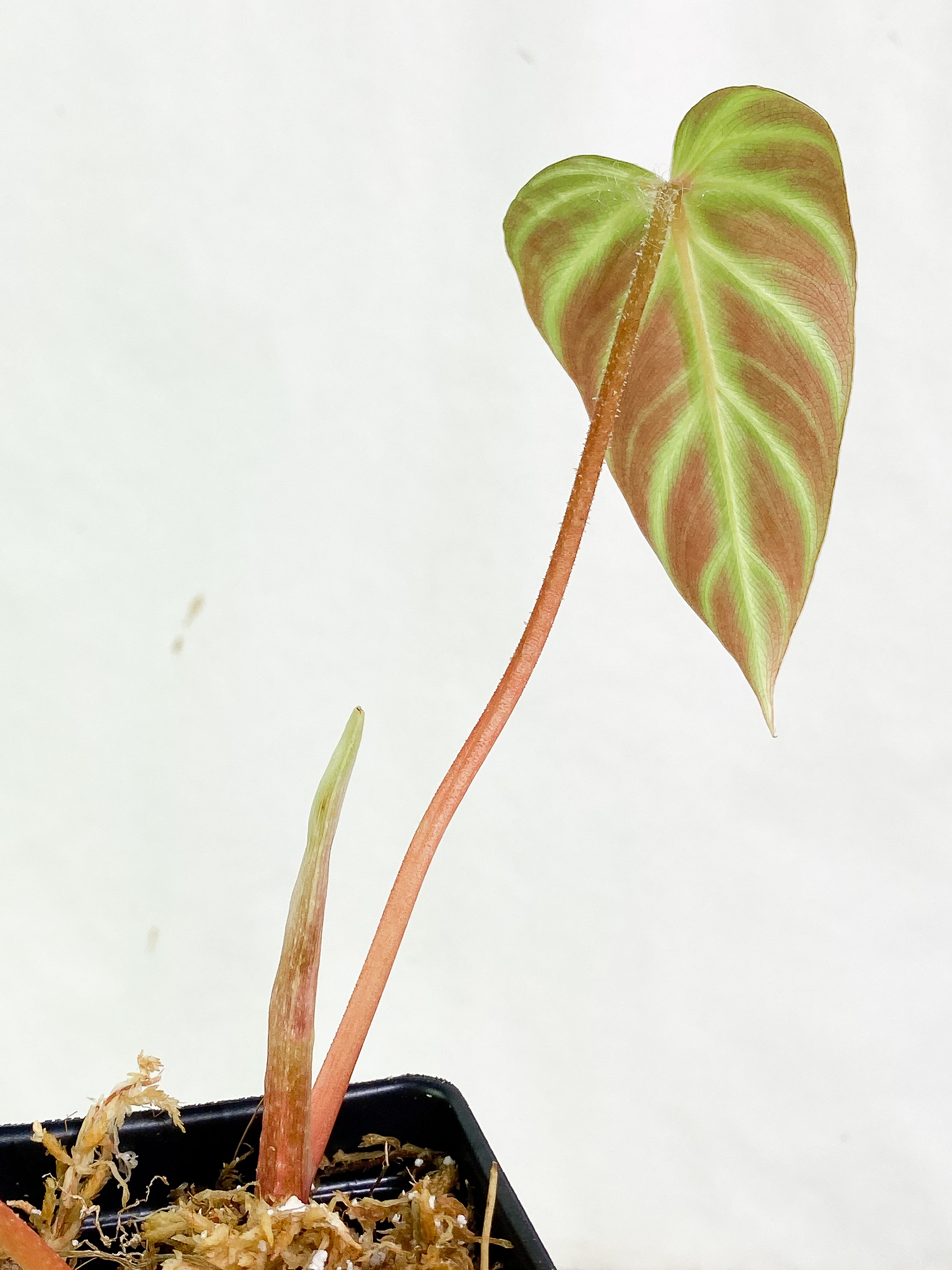 Philodendron verrucosum cobra 2 leaves & 1 sprout Slightly Rooted
