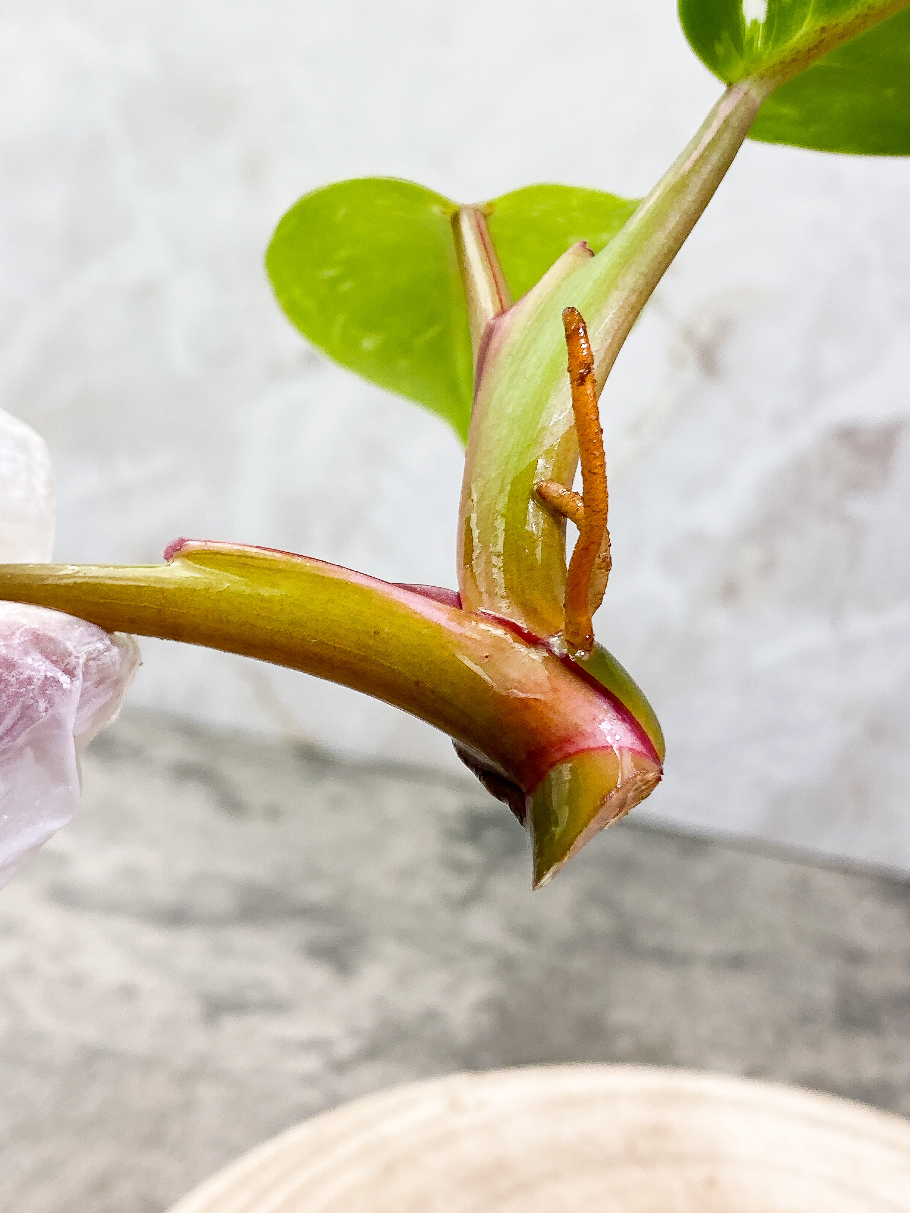 Philodendron White Princess 3 leaves Top Cutting Rooting