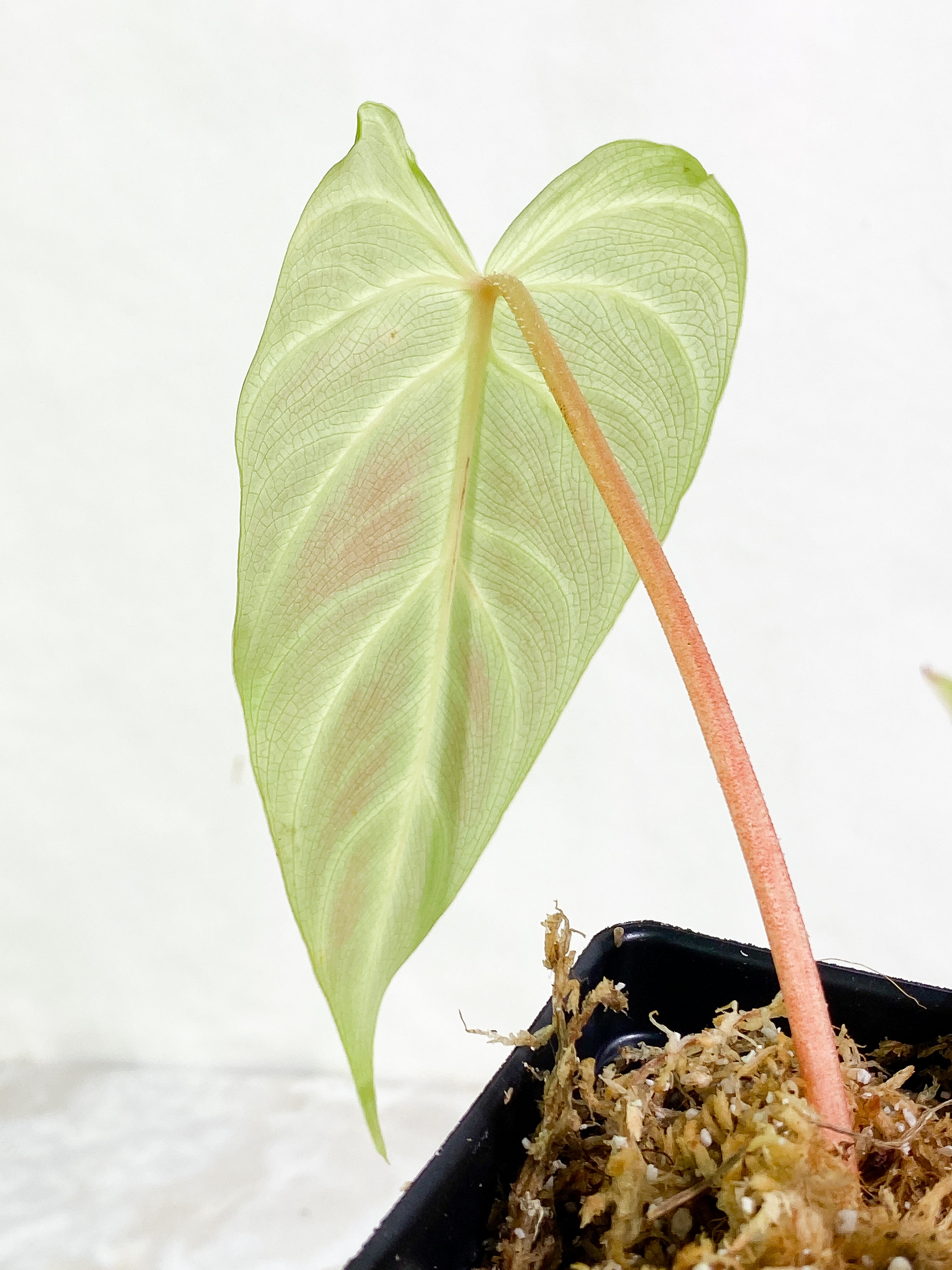 Philodendron verrucosum cobra 2 leaves & 1 sprout Slightly Rooted