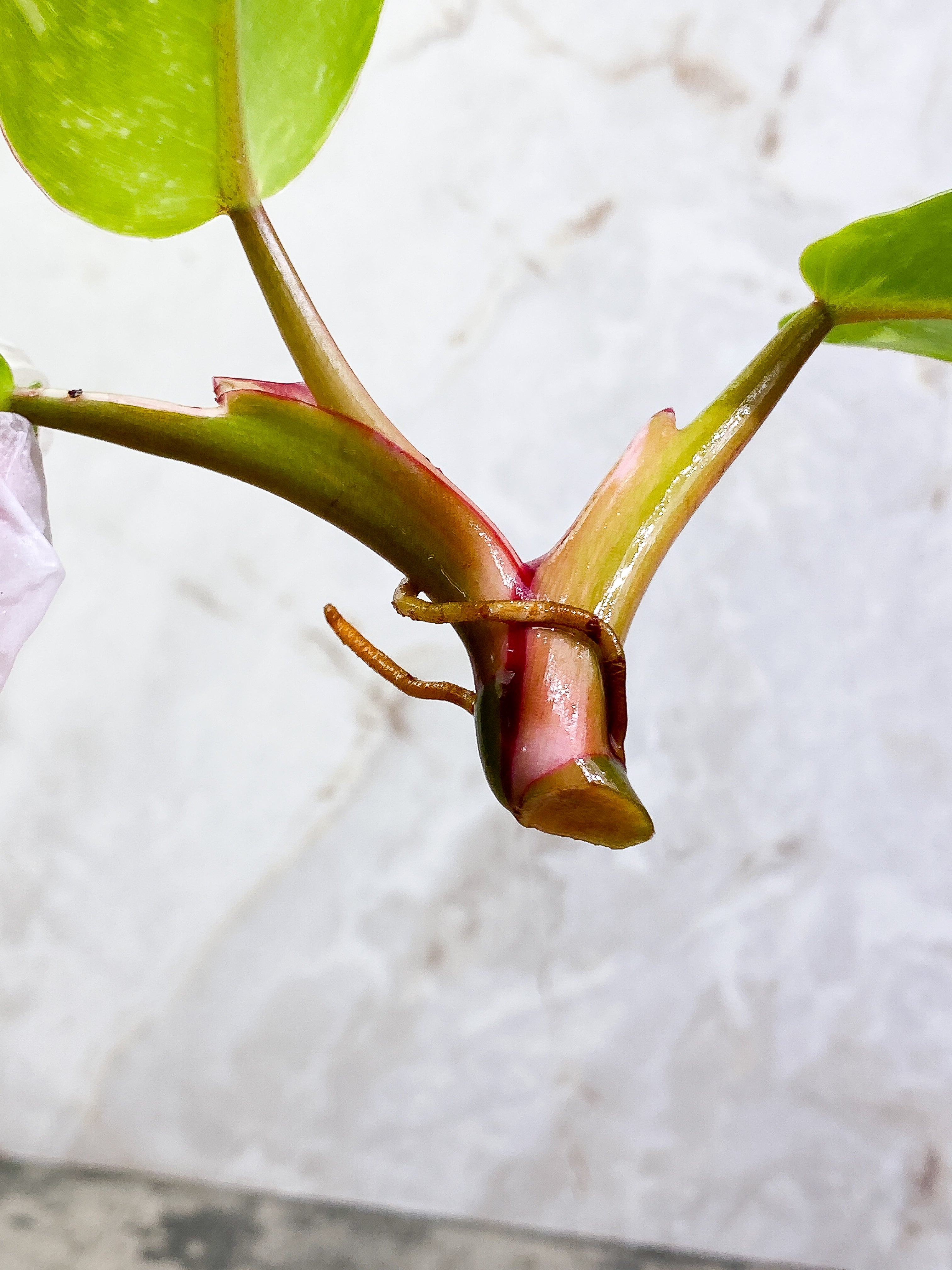 Philodendron White Princess 3 leaves Top Cutting Rooting