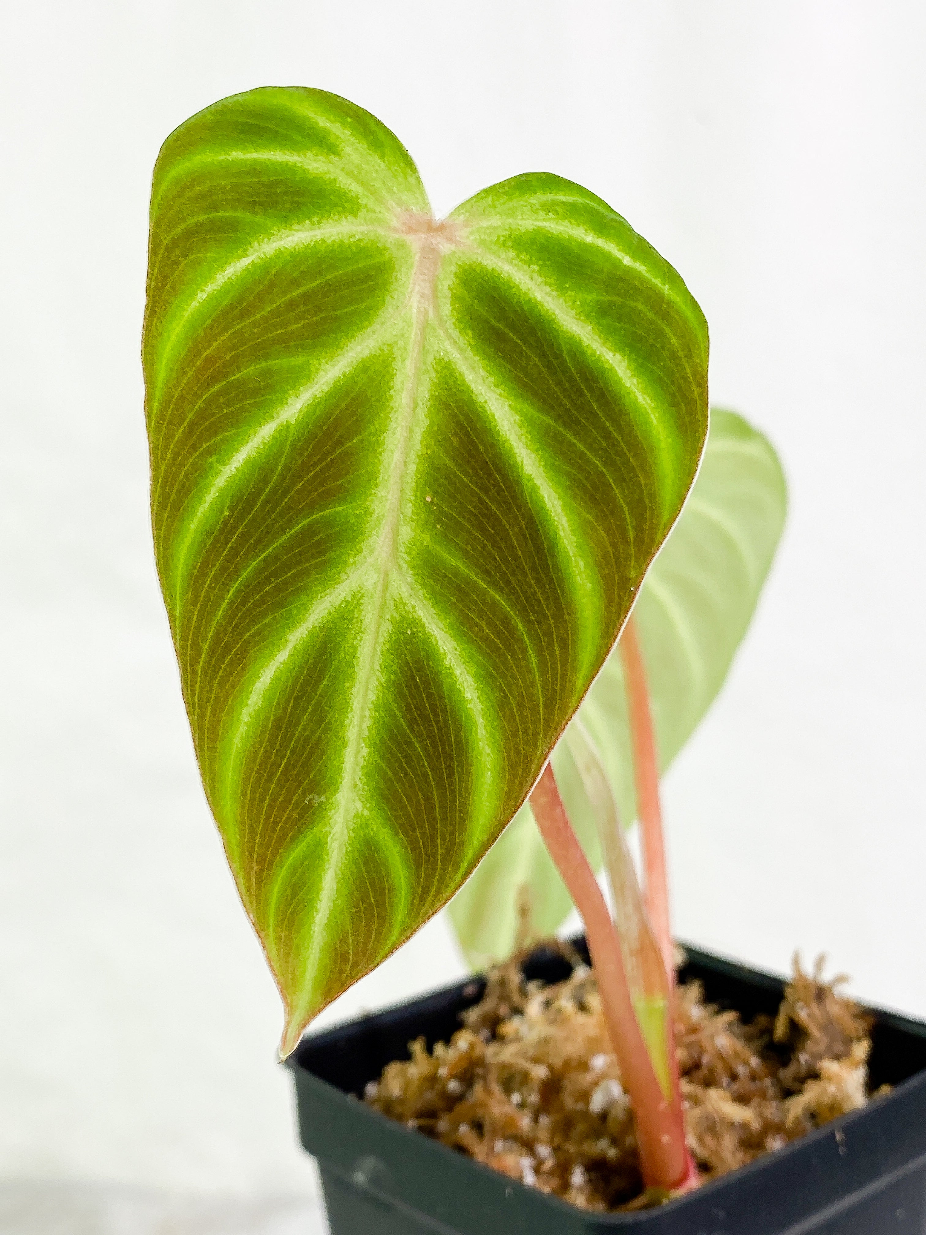 Philodendron verrucosum cobra 2 leaves & 1 sprout Slightly Rooted
