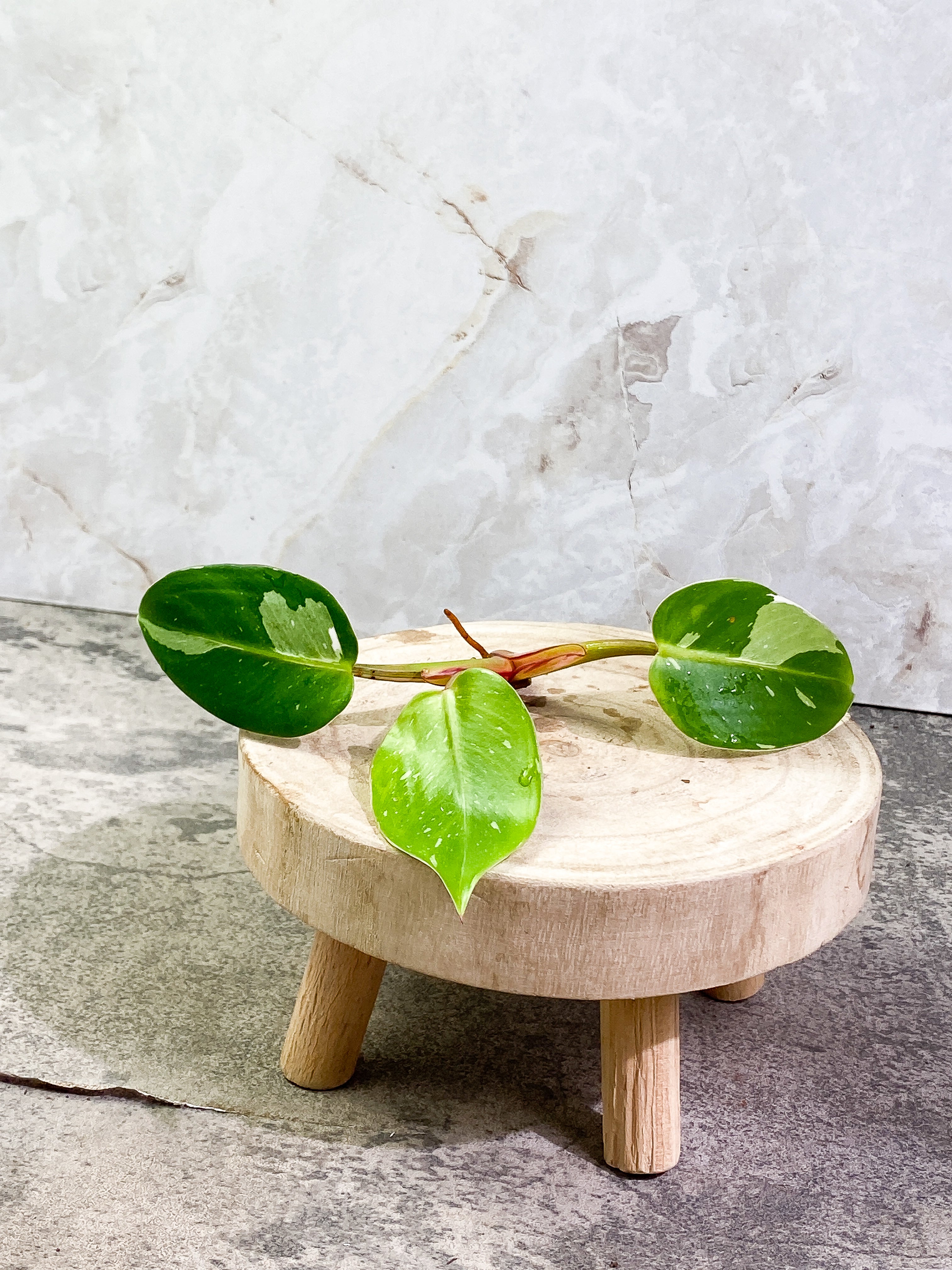 Philodendron White Princess 3 leaves Top Cutting Rooting
