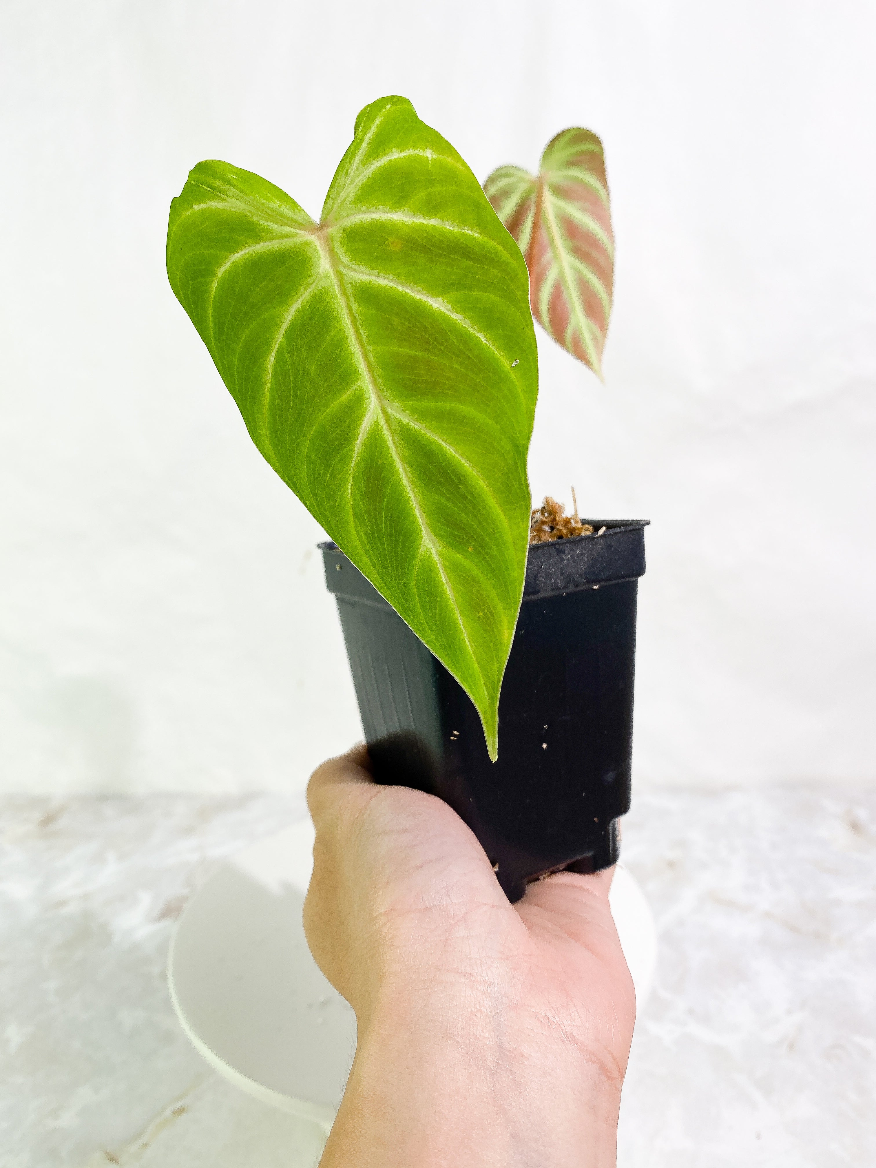 Philodendron verrucosum cobra 2 leaves & 1 sprout Slightly Rooted