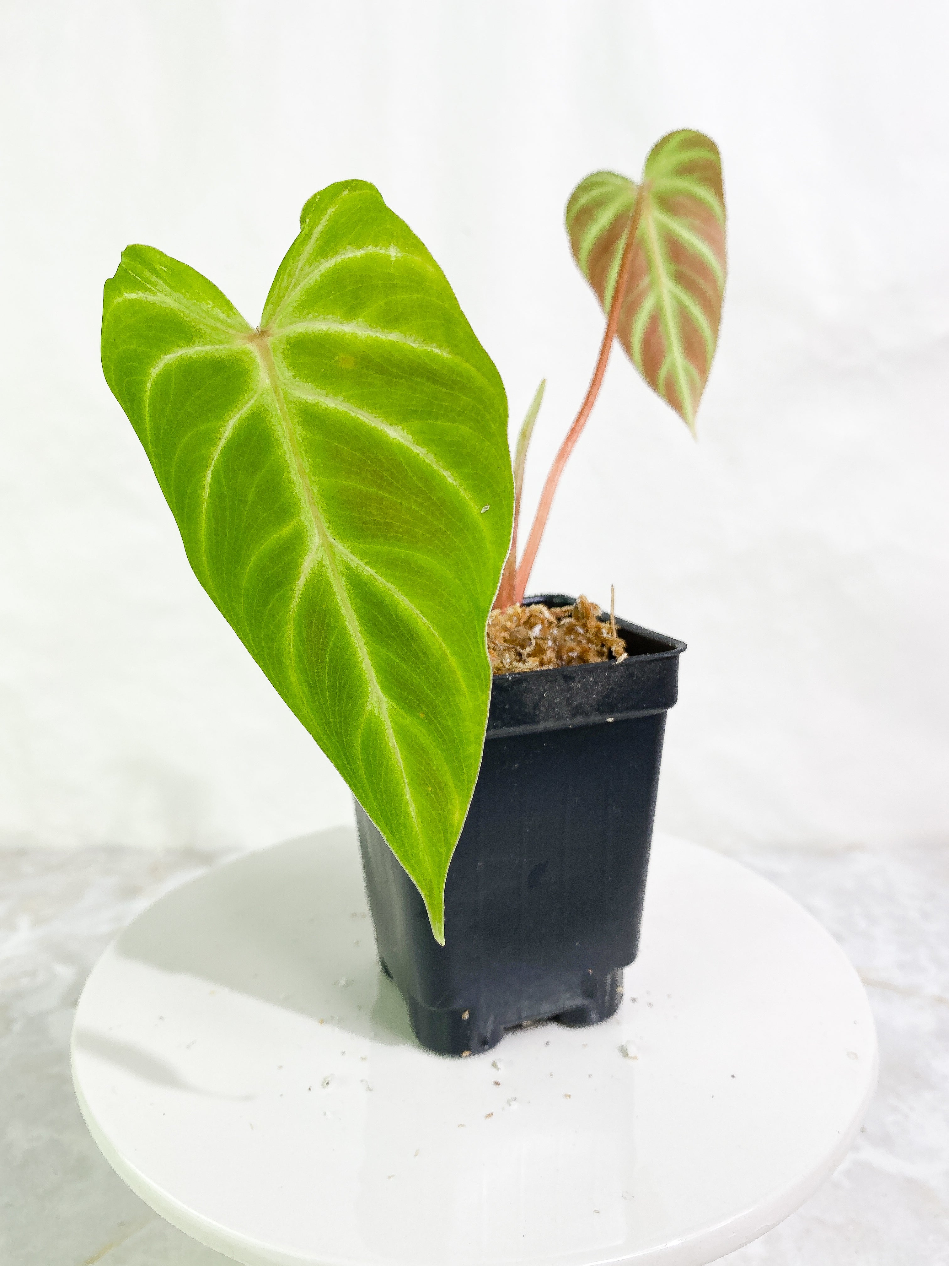 Philodendron verrucosum cobra 2 leaves & 1 sprout Slightly Rooted