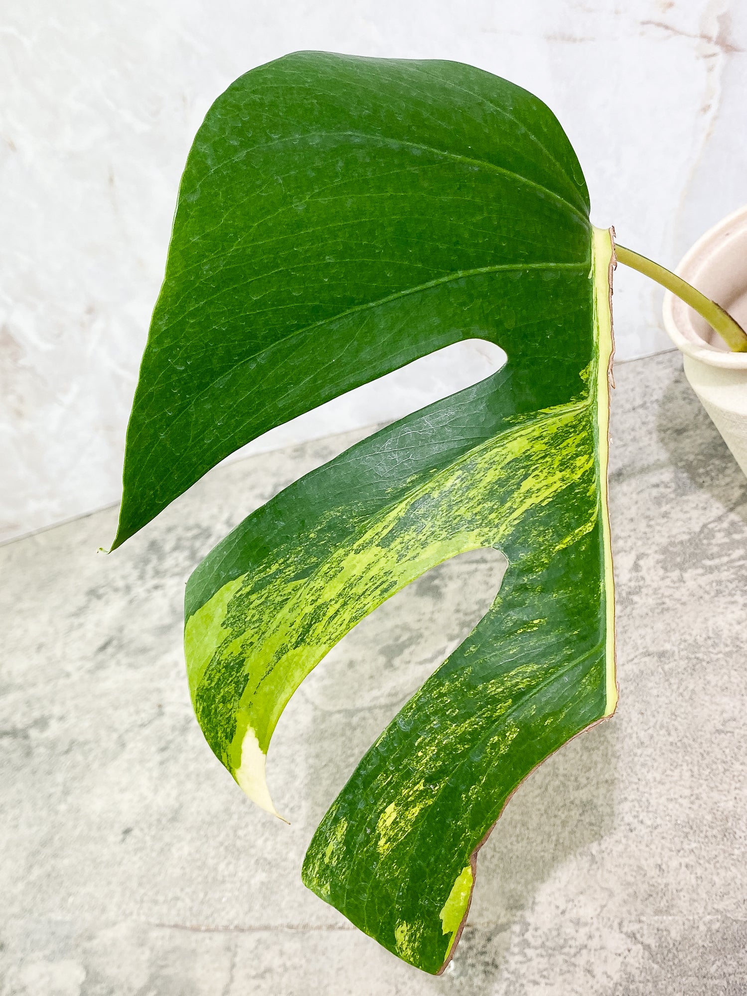 Monstera Aurea 1 leaf 1 growth point rooting