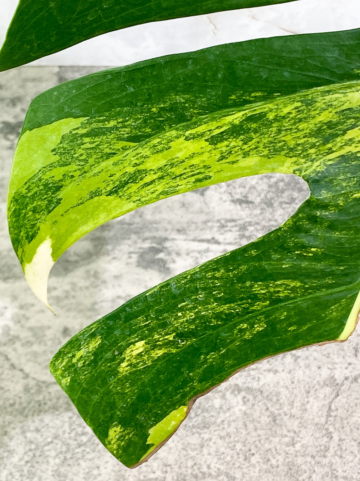 Monstera Aurea 1 leaf 1 growth point rooting