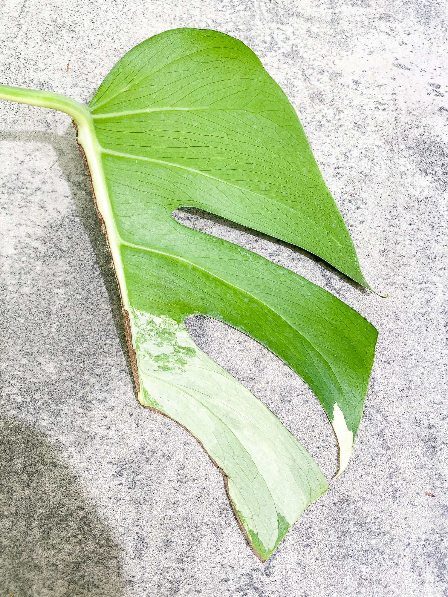 Monstera Aurea 1 leaf 1 growth point rooting