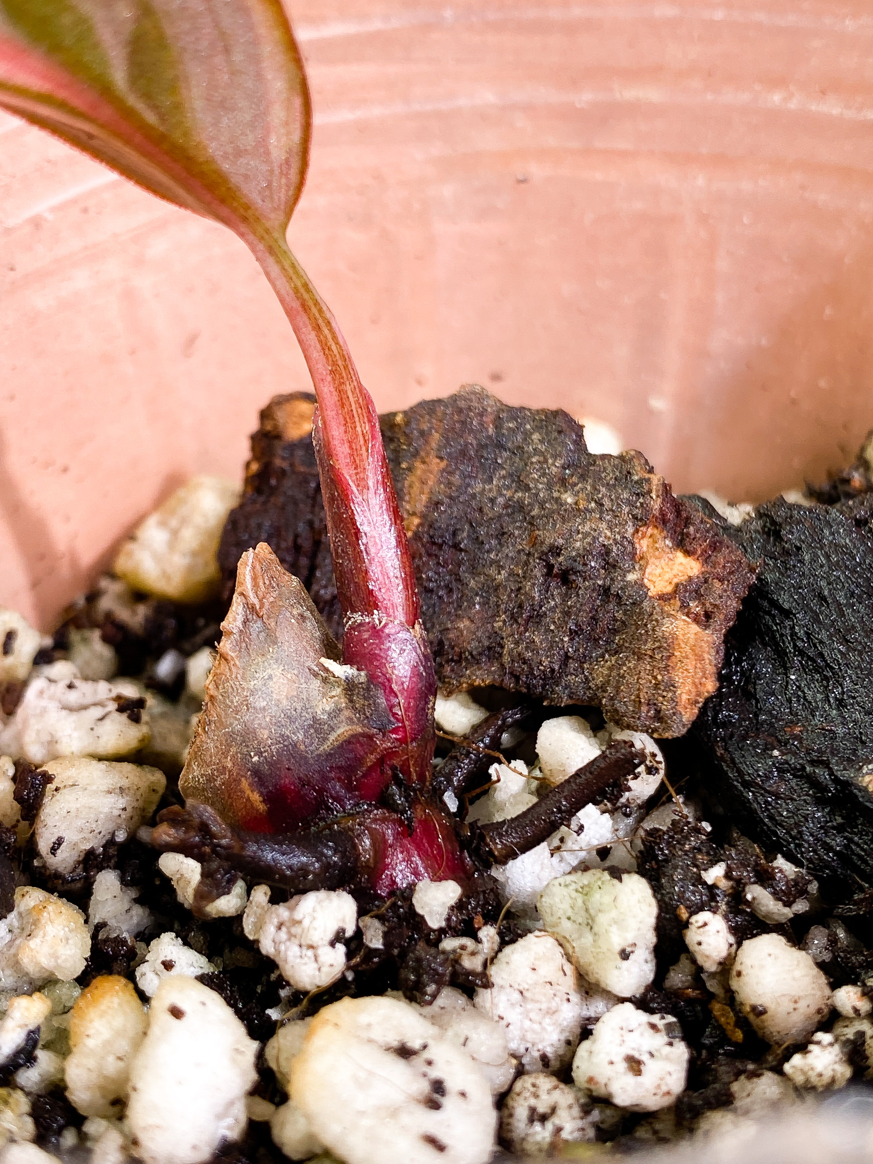 Philodendron Pink Princess Dark Cherry Rooted 1 leaf