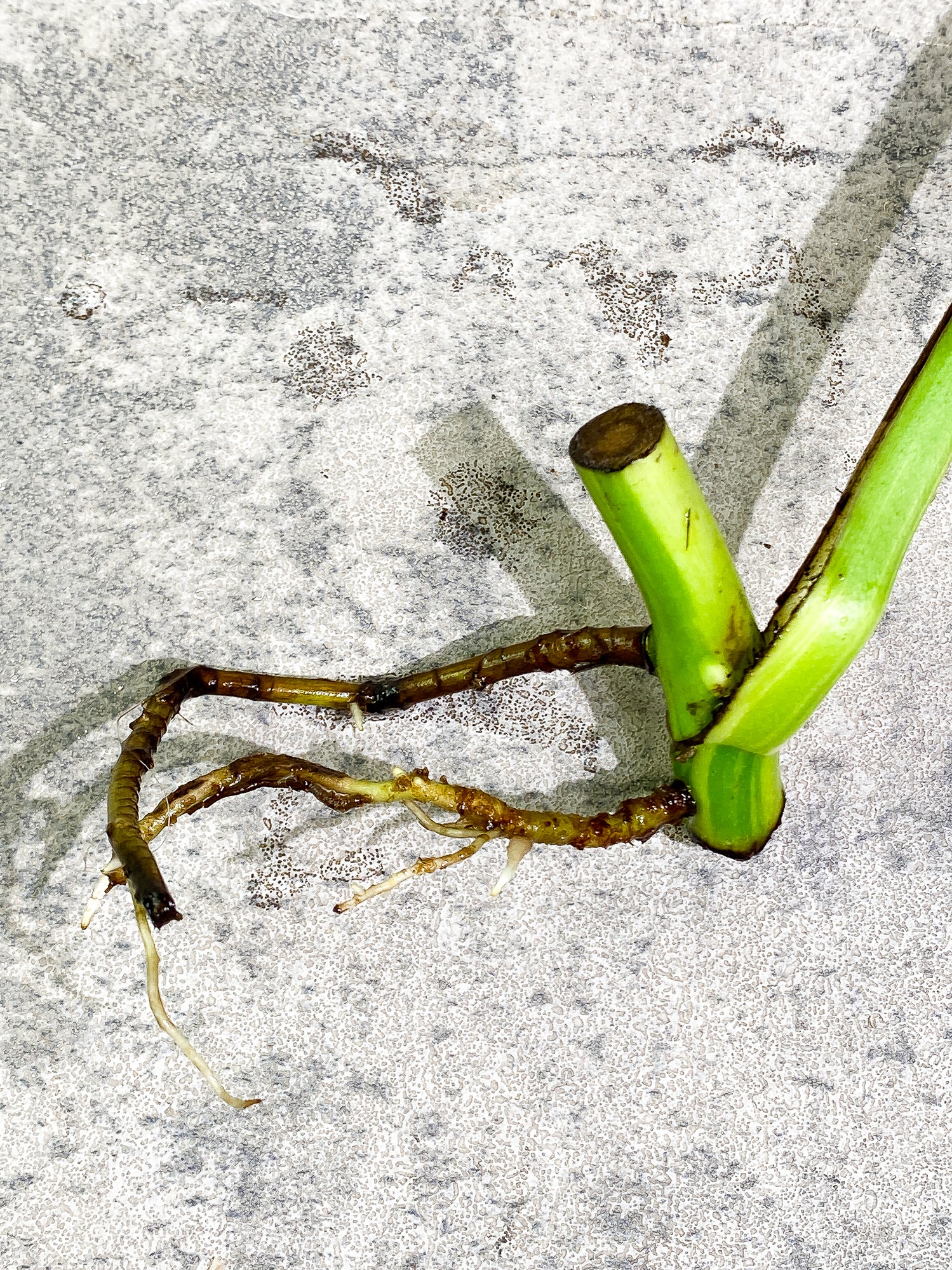 Monstera Aurea 1 leaf 1 growth point rooting
