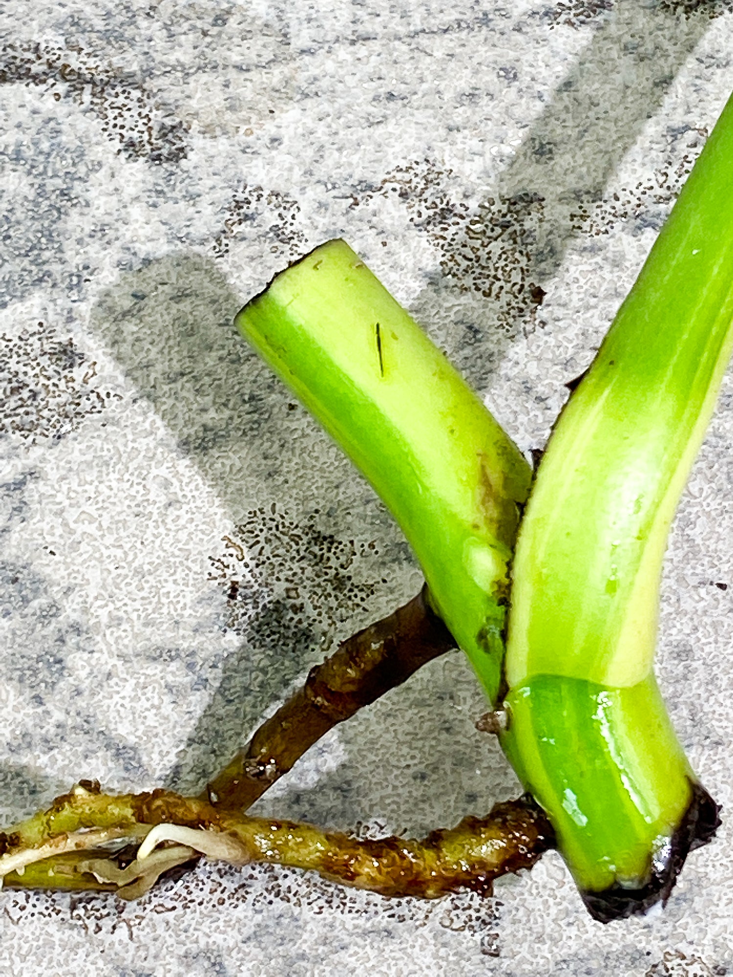 Monstera Aurea 1 leaf 1 growth point rooting