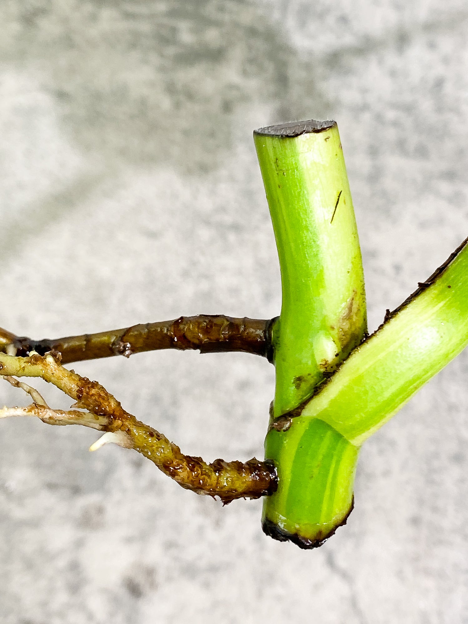 Monstera Aurea 1 leaf 1 growth point rooting