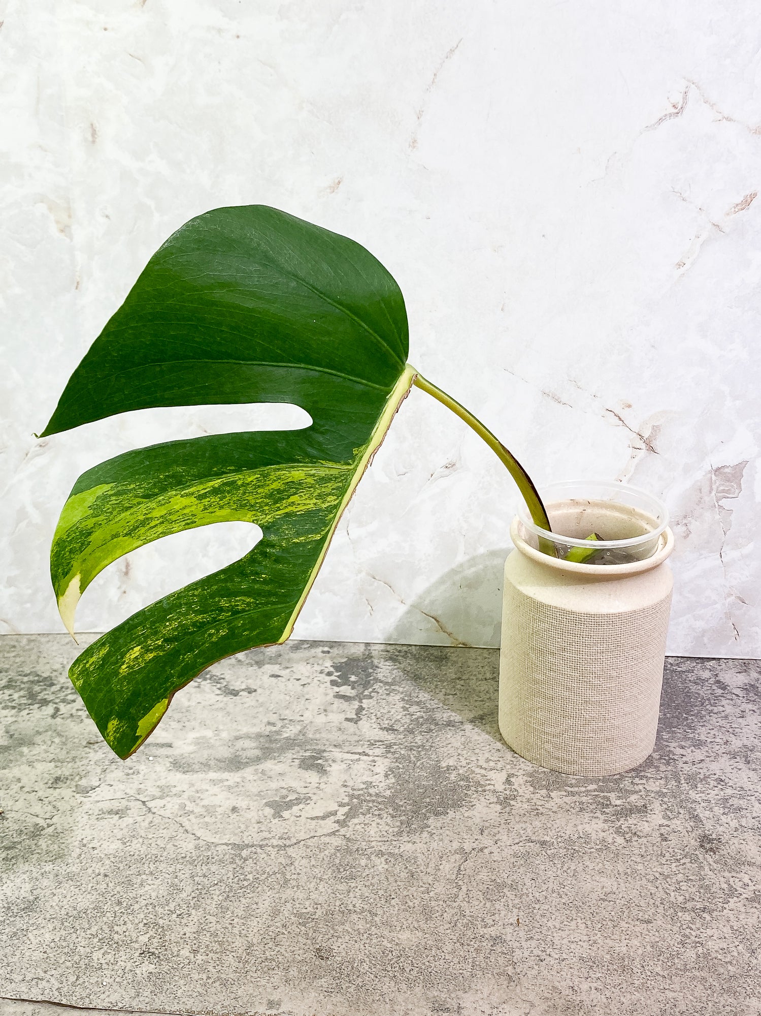 Monstera Aurea 1 leaf 1 growth point rooting