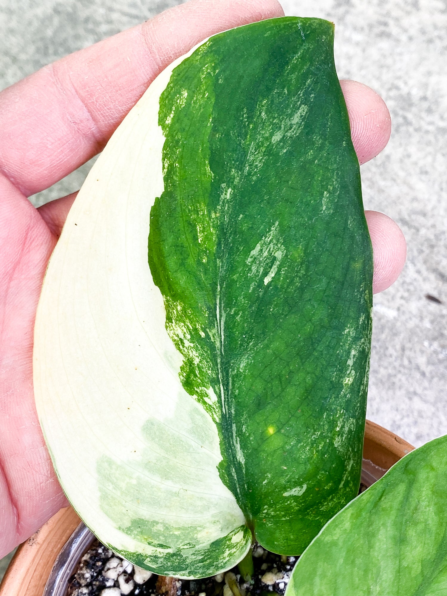 Scindapsus Jade Satin Variegated 3 leaves 1 sprout Slightly rooted