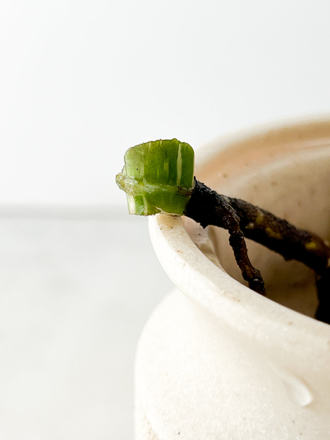 Monstera Thai constellation rooting node