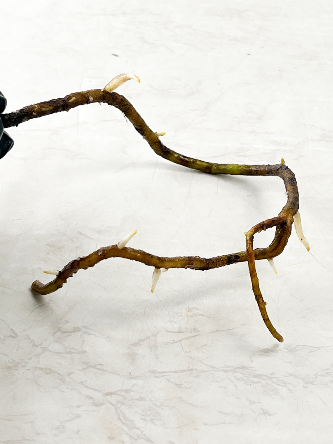 Monstera Thai constellation rooting node