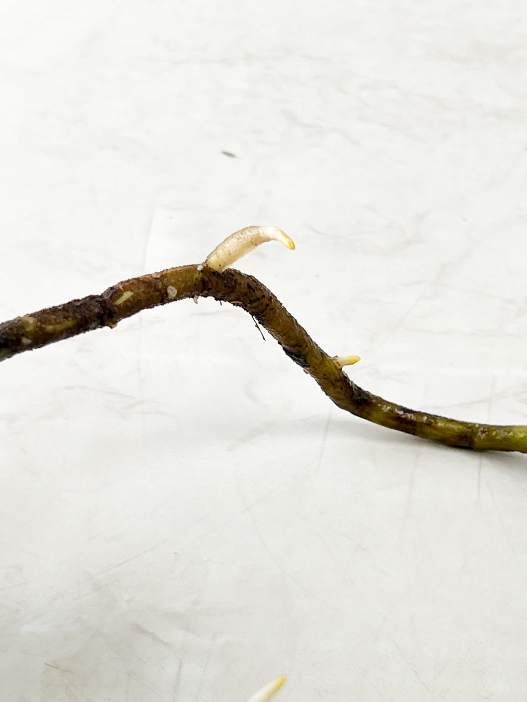 Monstera Thai constellation rooting node