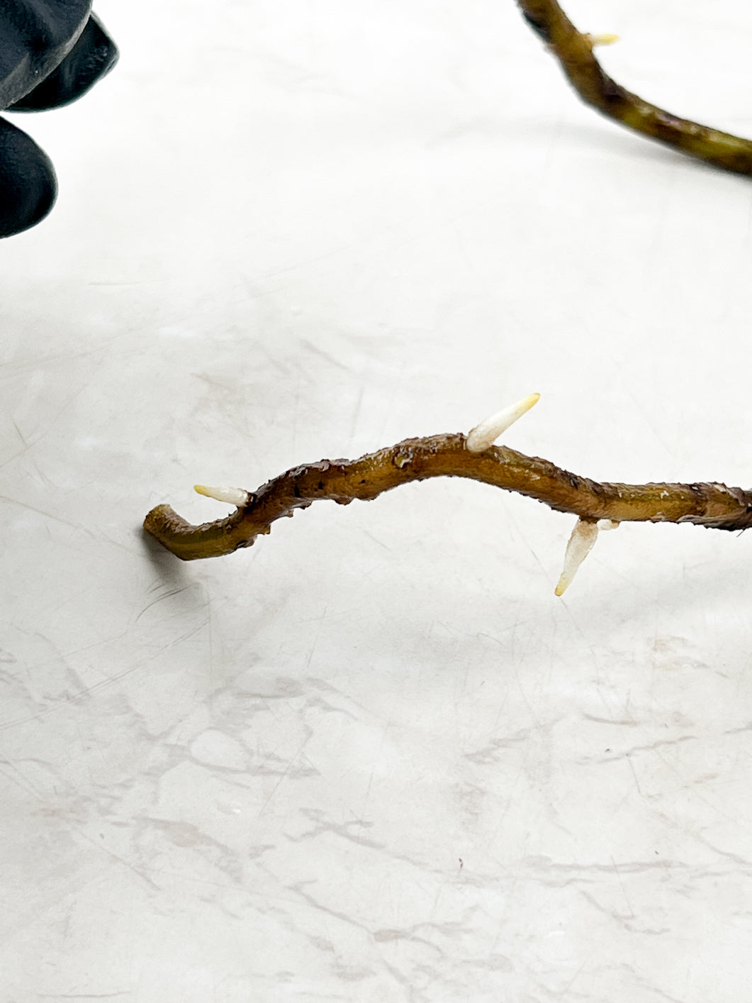Monstera Thai constellation rooting node