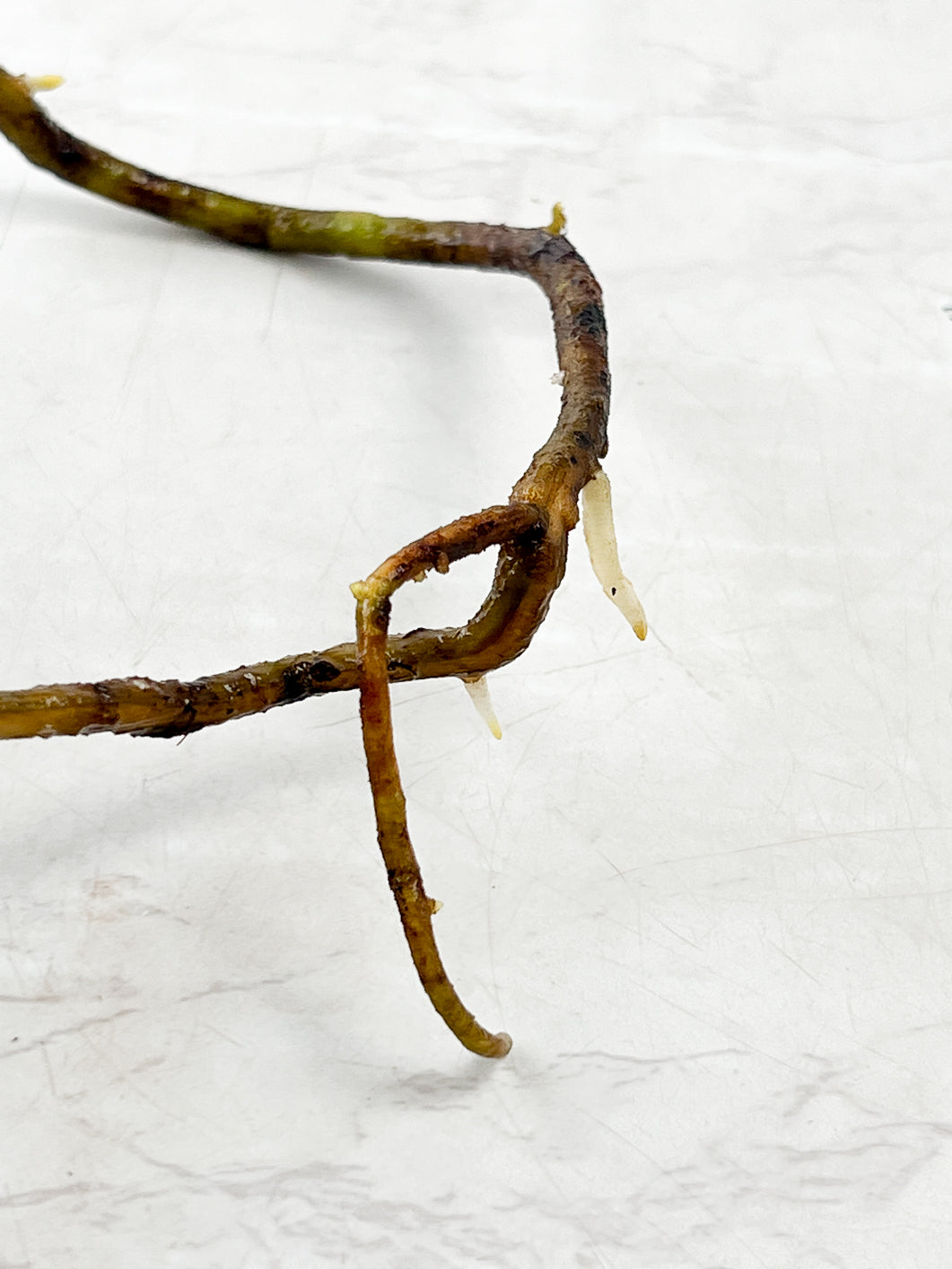 Monstera Thai constellation rooting node