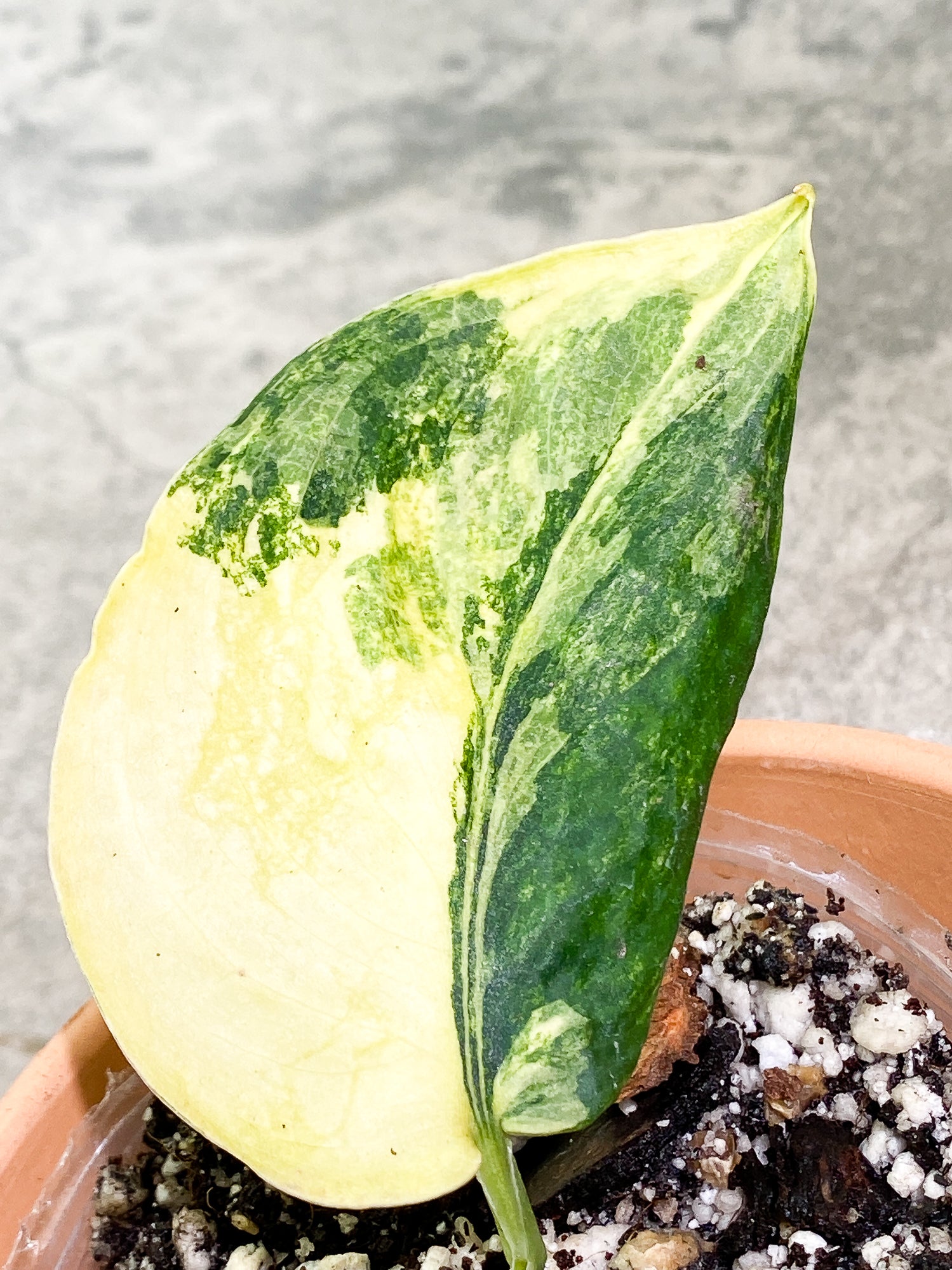 Scindapsus Jade Satin variegated 1 leaf 1 sprout fully rooted
