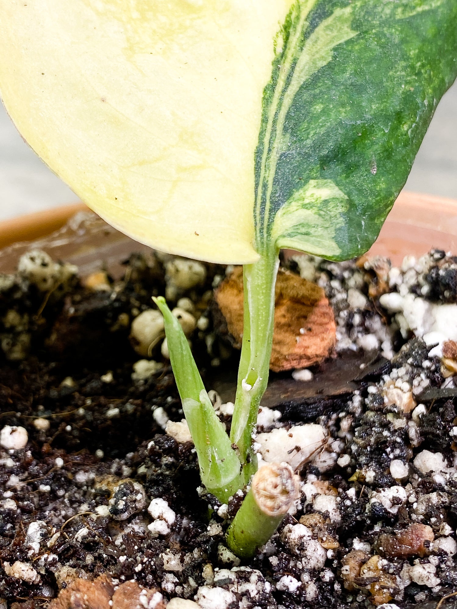 Scindapsus Jade Satin variegated 1 leaf 1 sprout fully rooted