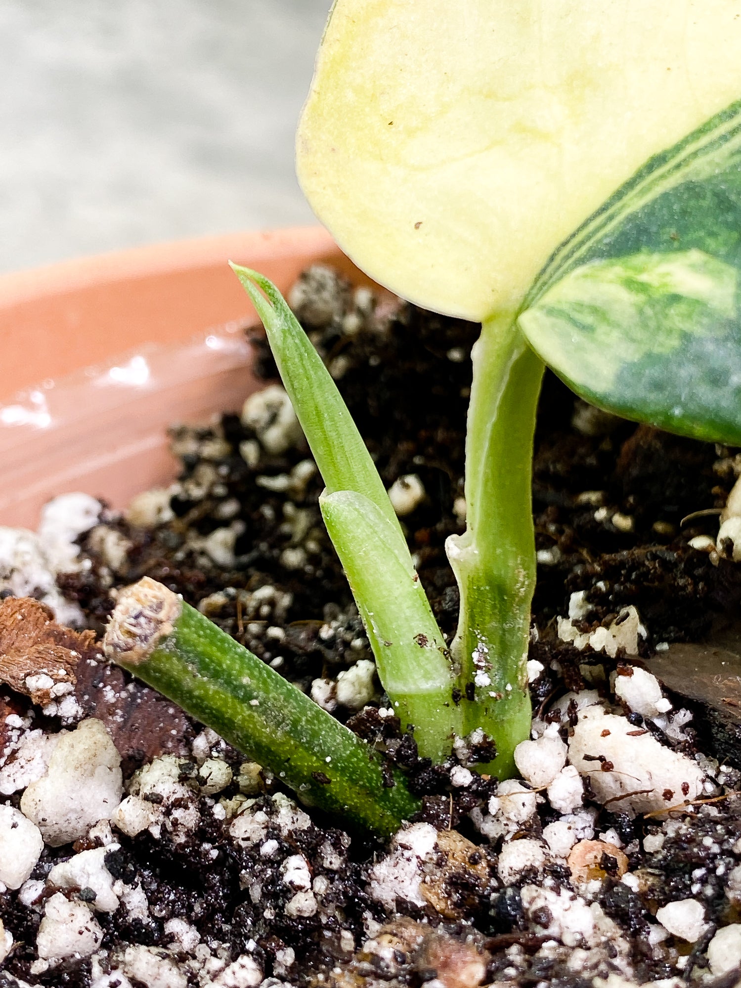Scindapsus Jade Satin variegated 1 leaf 1 sprout fully rooted