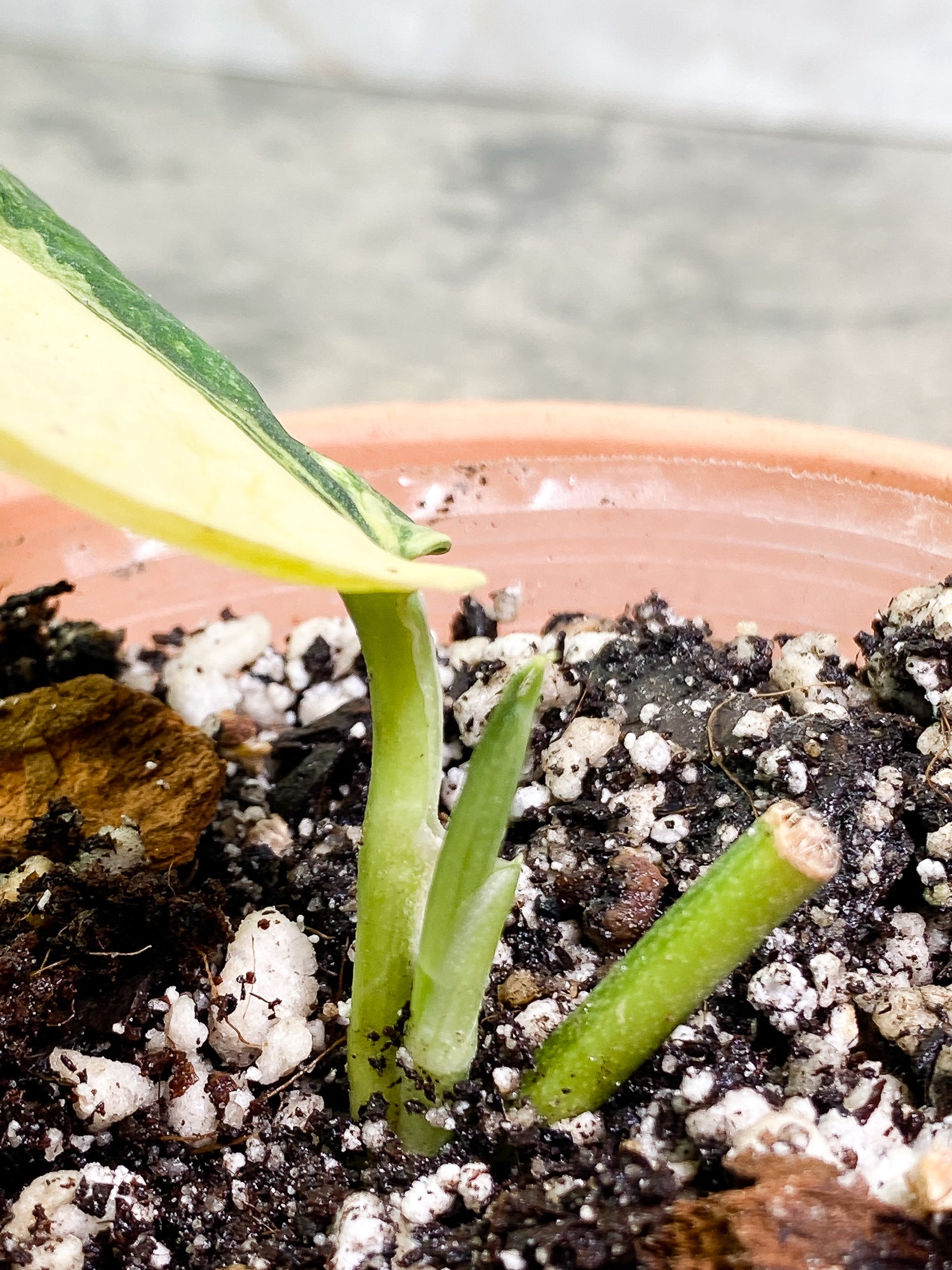 Scindapsus Jade Satin variegated 1 leaf 1 sprout fully rooted