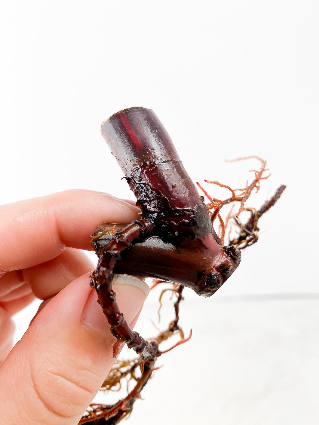 Philodendron Strawberry Shake double node