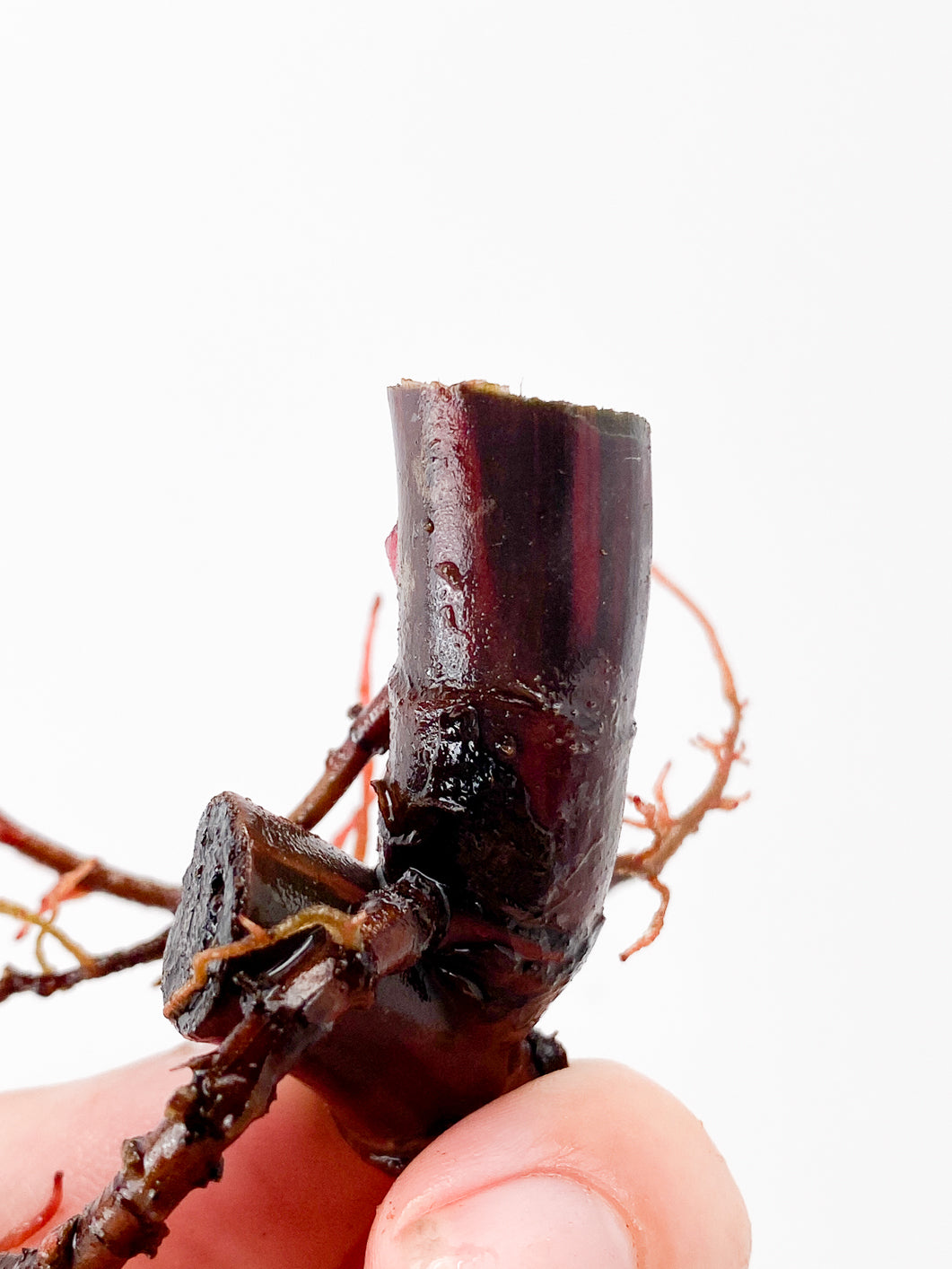 Philodendron Strawberry Shake double node