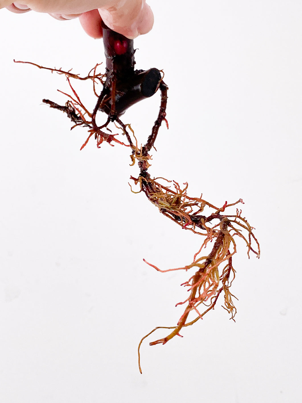 Philodendron Strawberry Shake double node