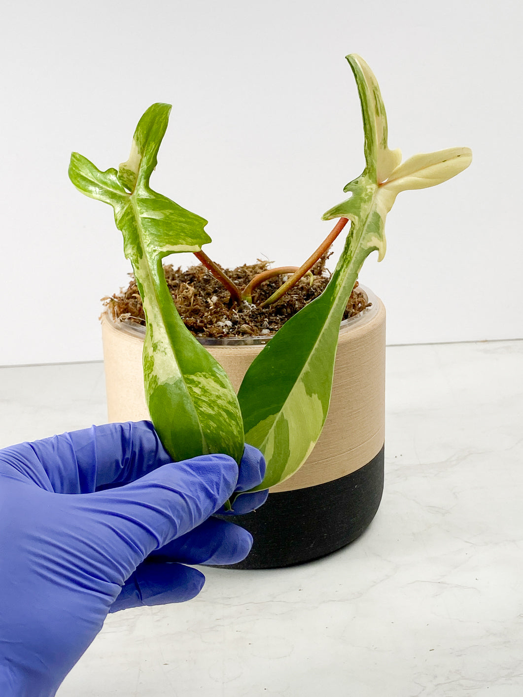 Philodendron Florida Beauty 2 leaves 2 sprouts Rooted