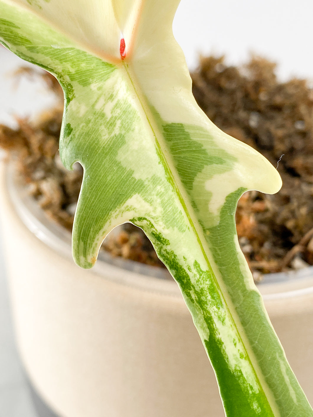 Philodendron Florida Beauty 2 leaves 2 sprouts Rooted